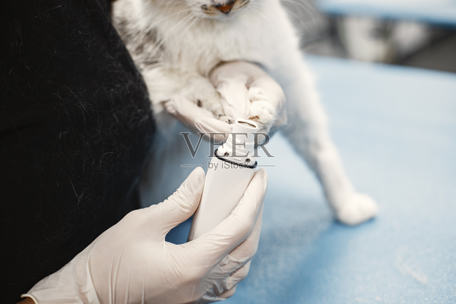 一个女人在诊所的沙发上照顾一只猫照片摄影图片