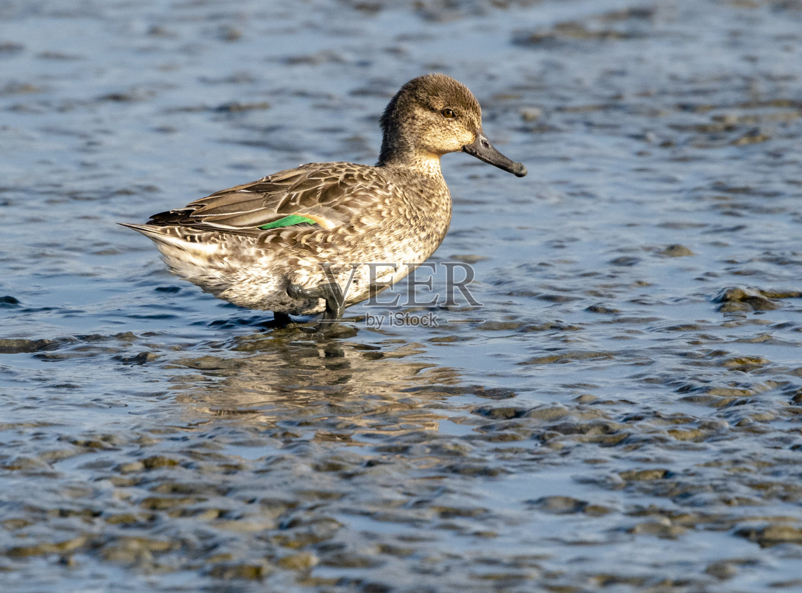 绿翼水鸭照片摄影图片