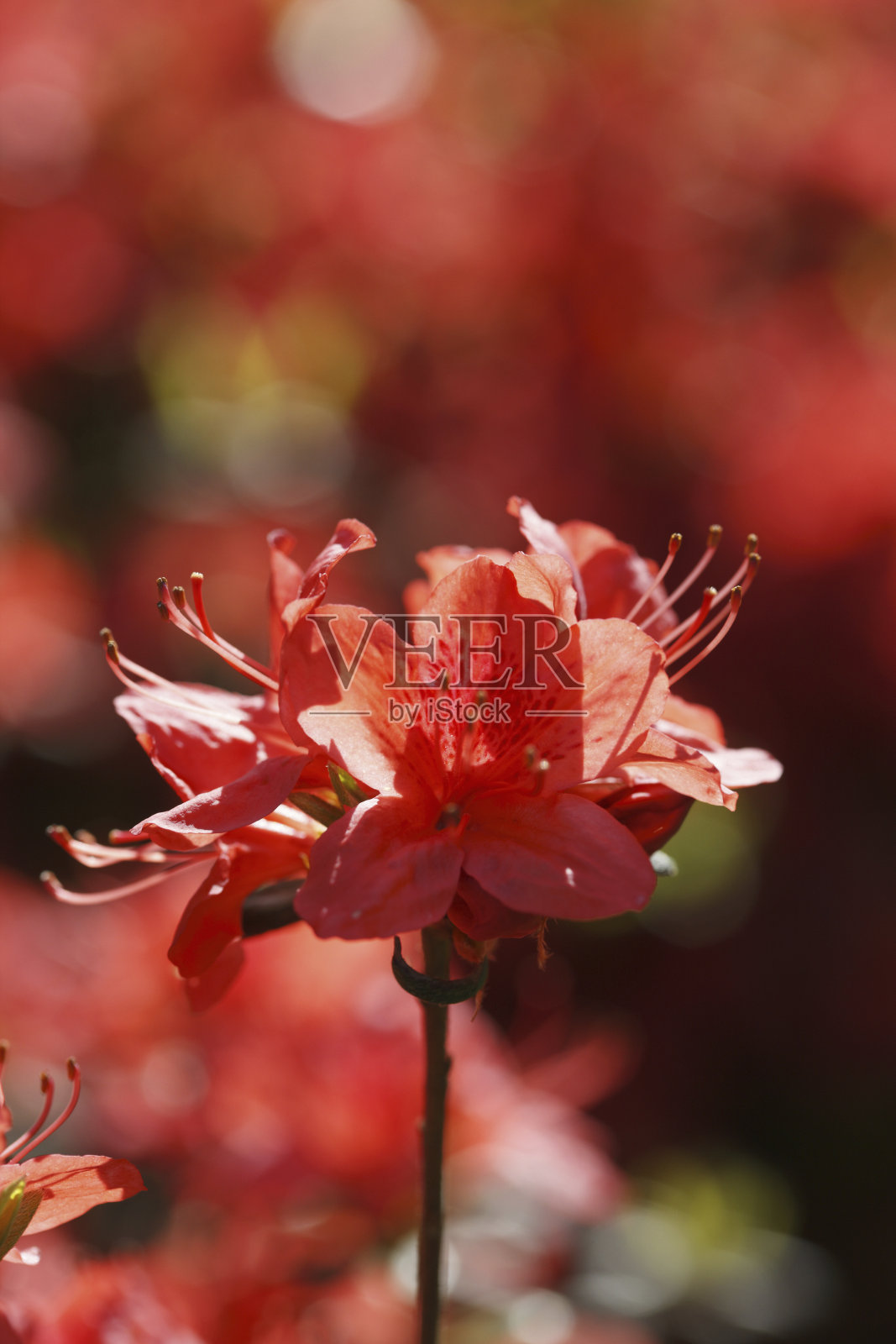 杜鹃花照片摄影图片