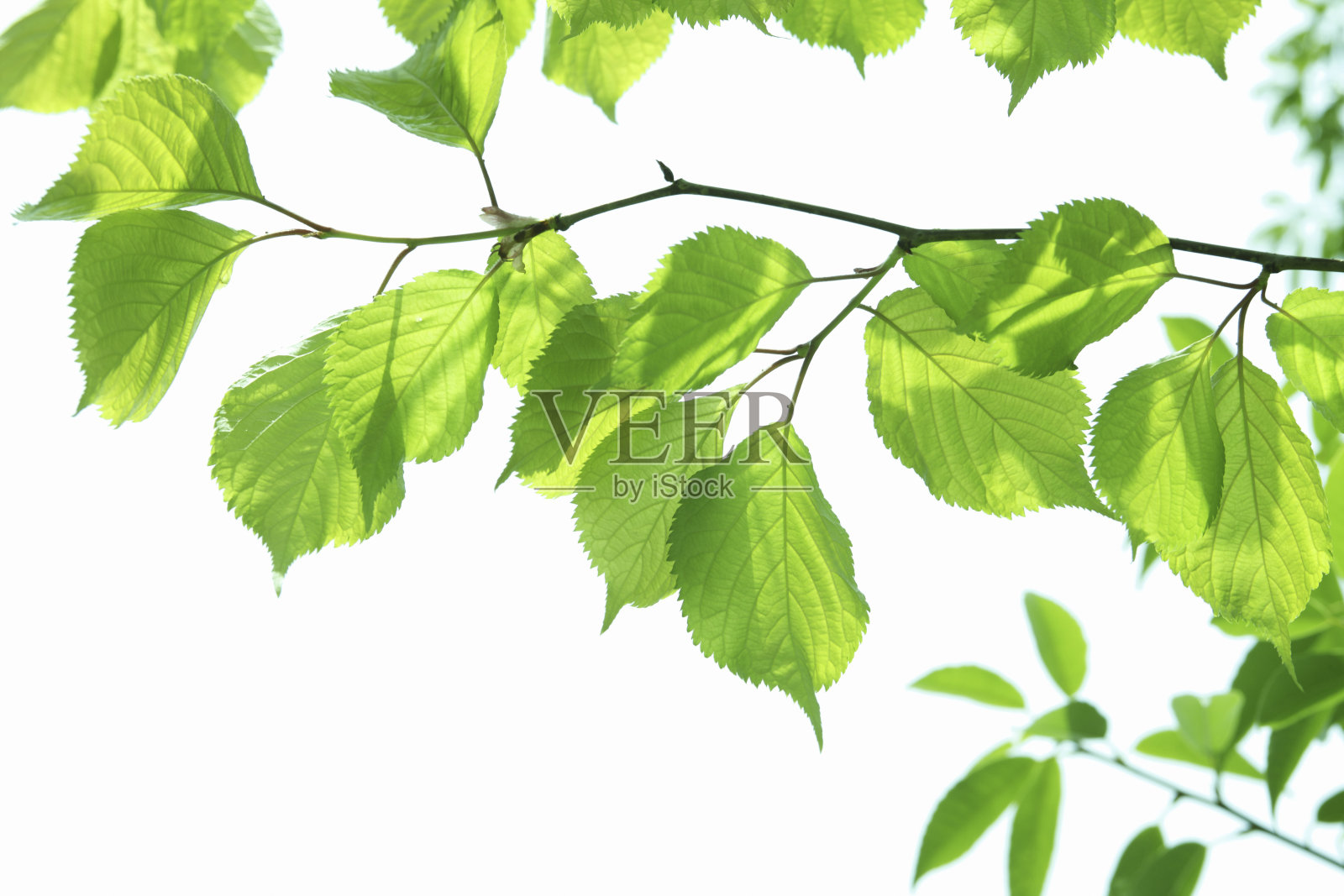 新鲜的绿叶照片摄影图片