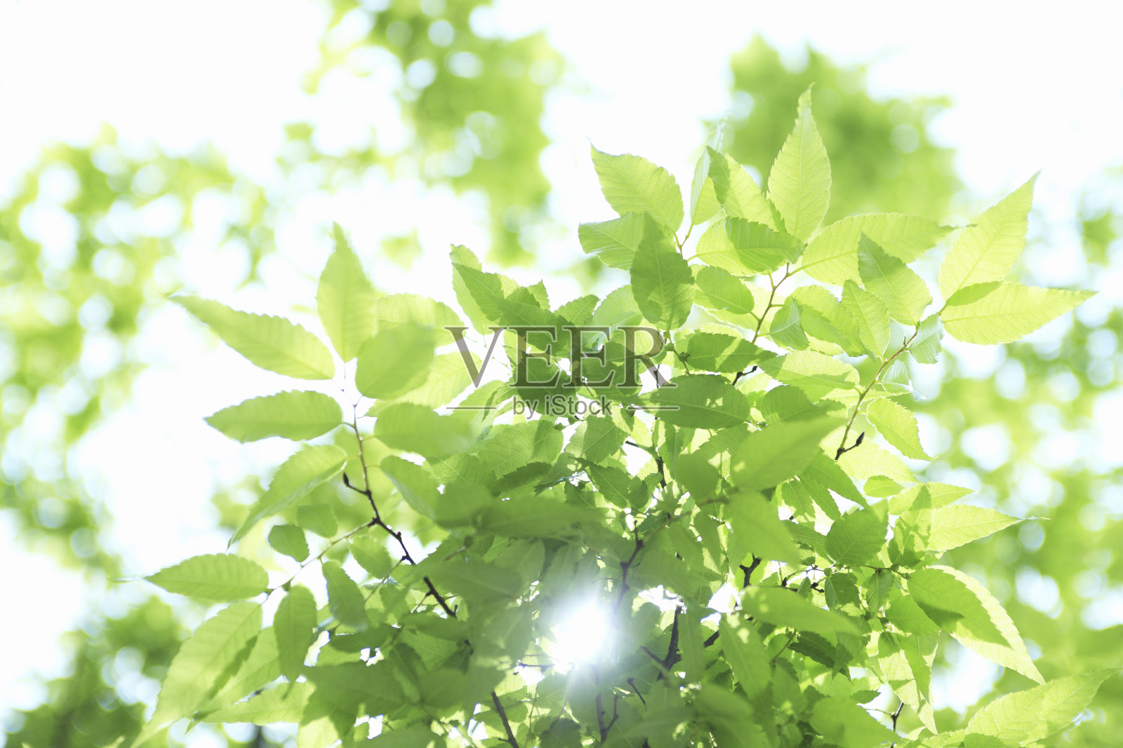 新鲜的绿叶照片摄影图片