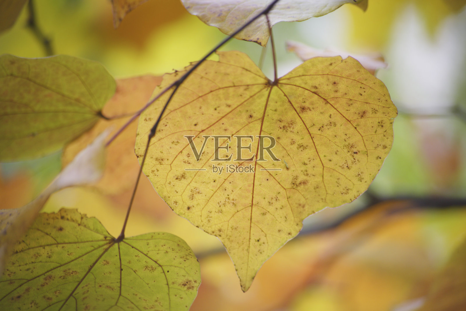 桂树的叶子在秋天变红了照片摄影图片