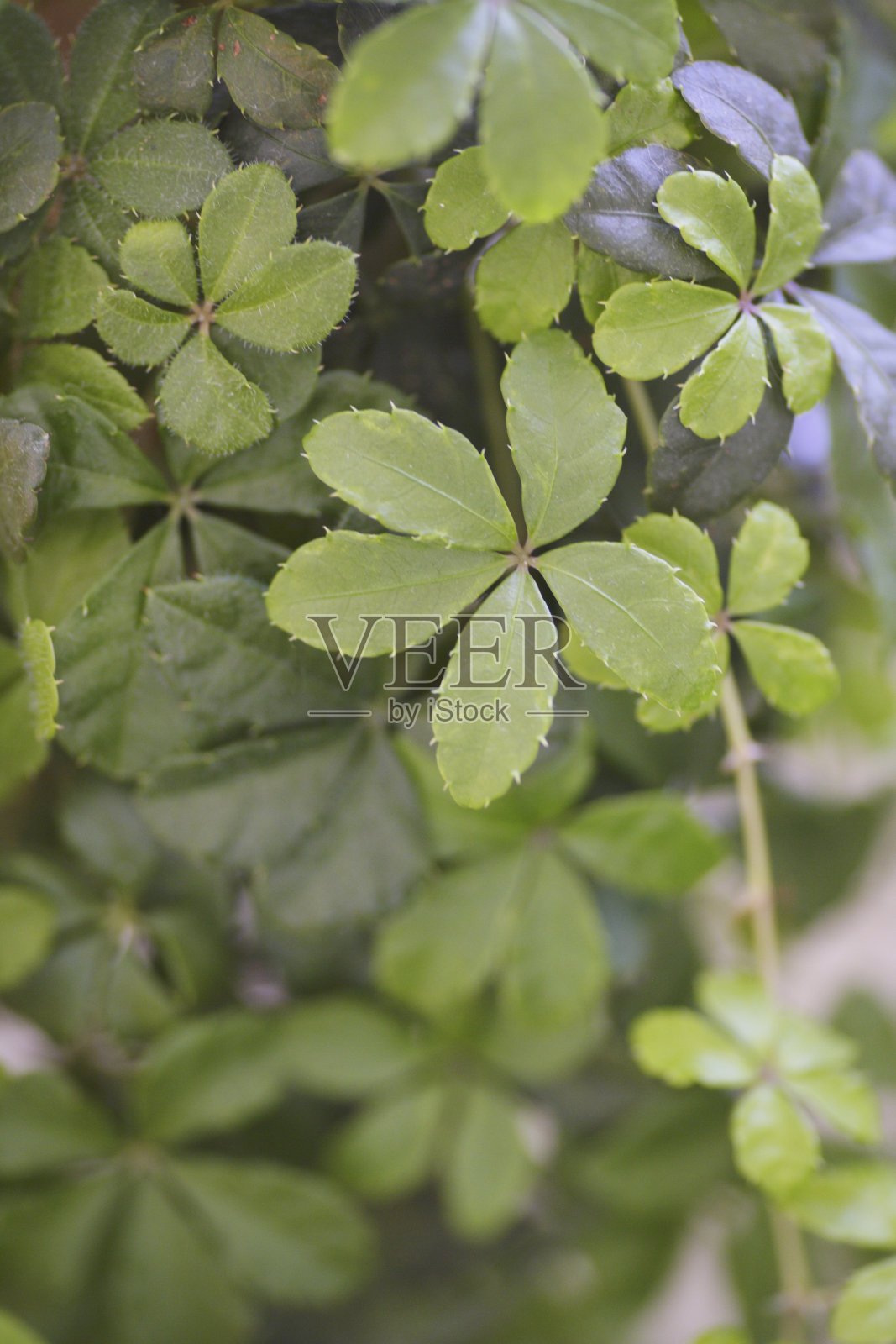 绿色糖松照片摄影图片