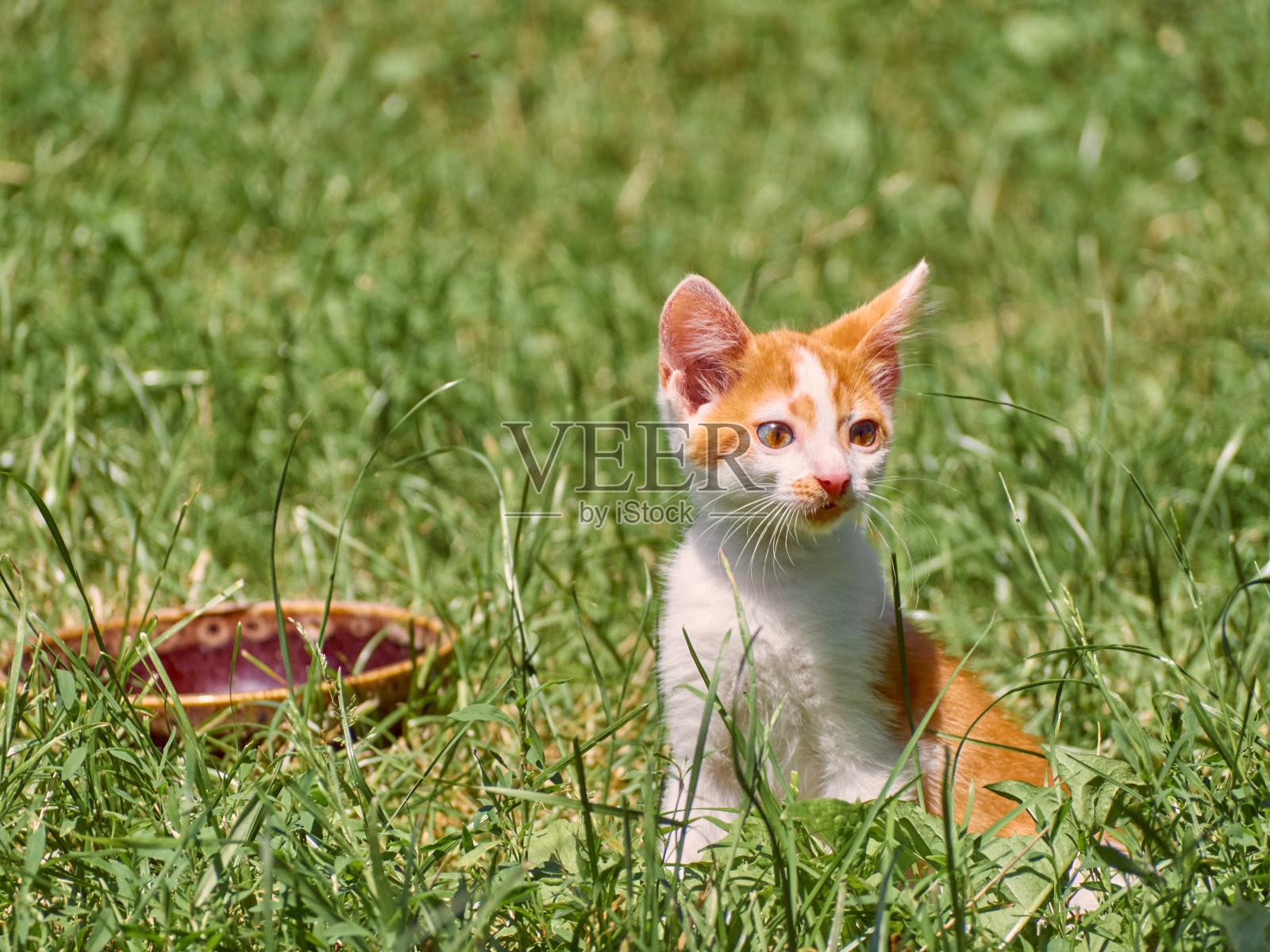 草丛里的小猫。照片摄影图片