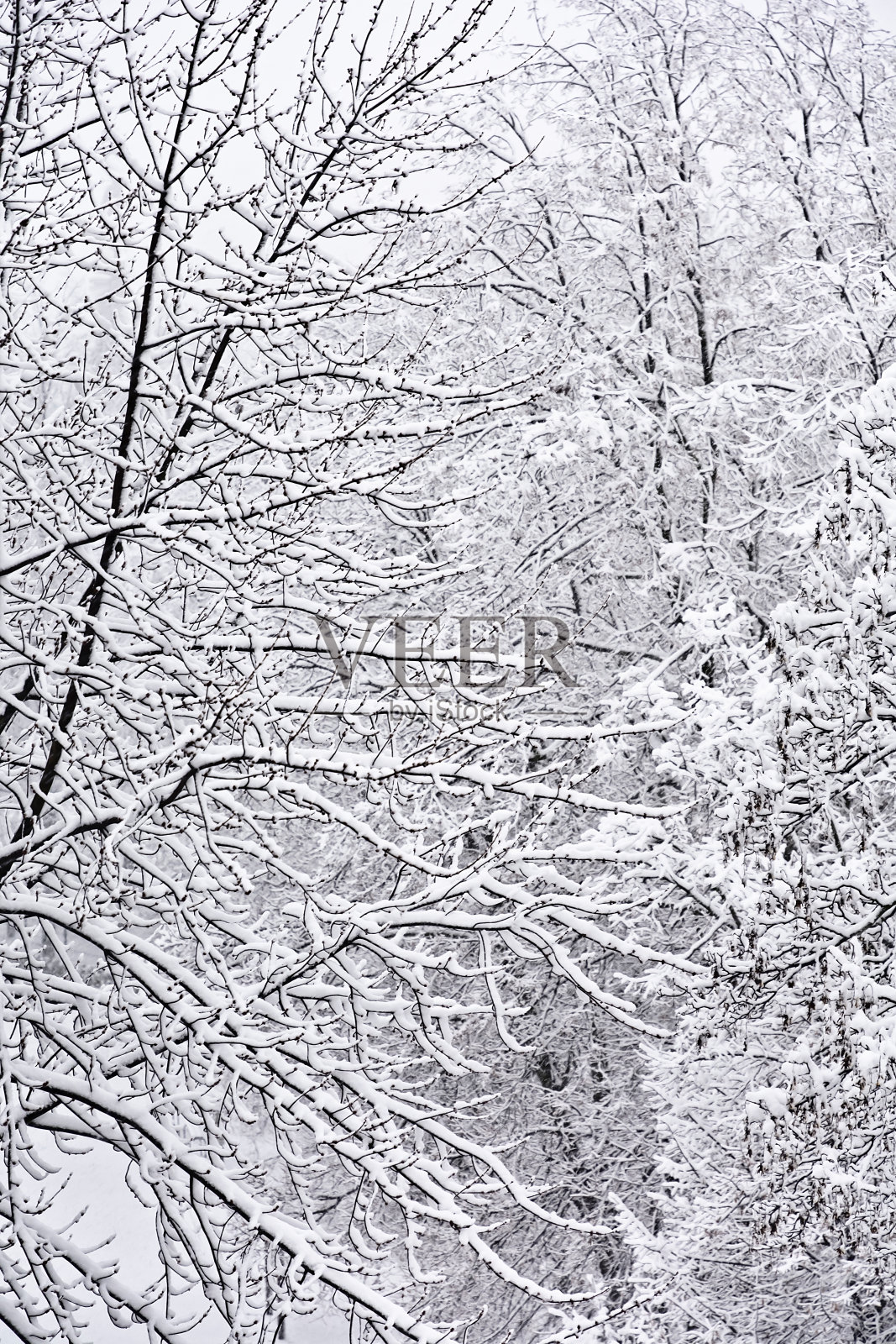 树木被新雪覆盖照片摄影图片