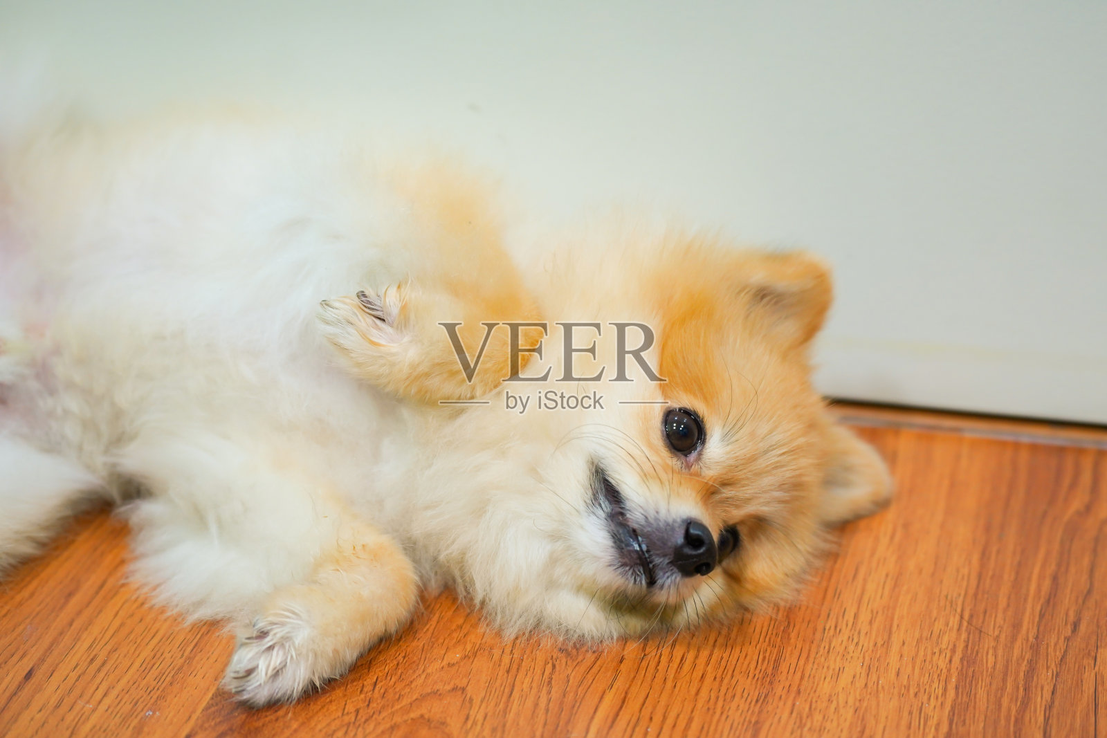 情感支持动物概念。在地板上睡觉的博美犬。宠物是休息。关闭，复制空间，背景照片摄影图片