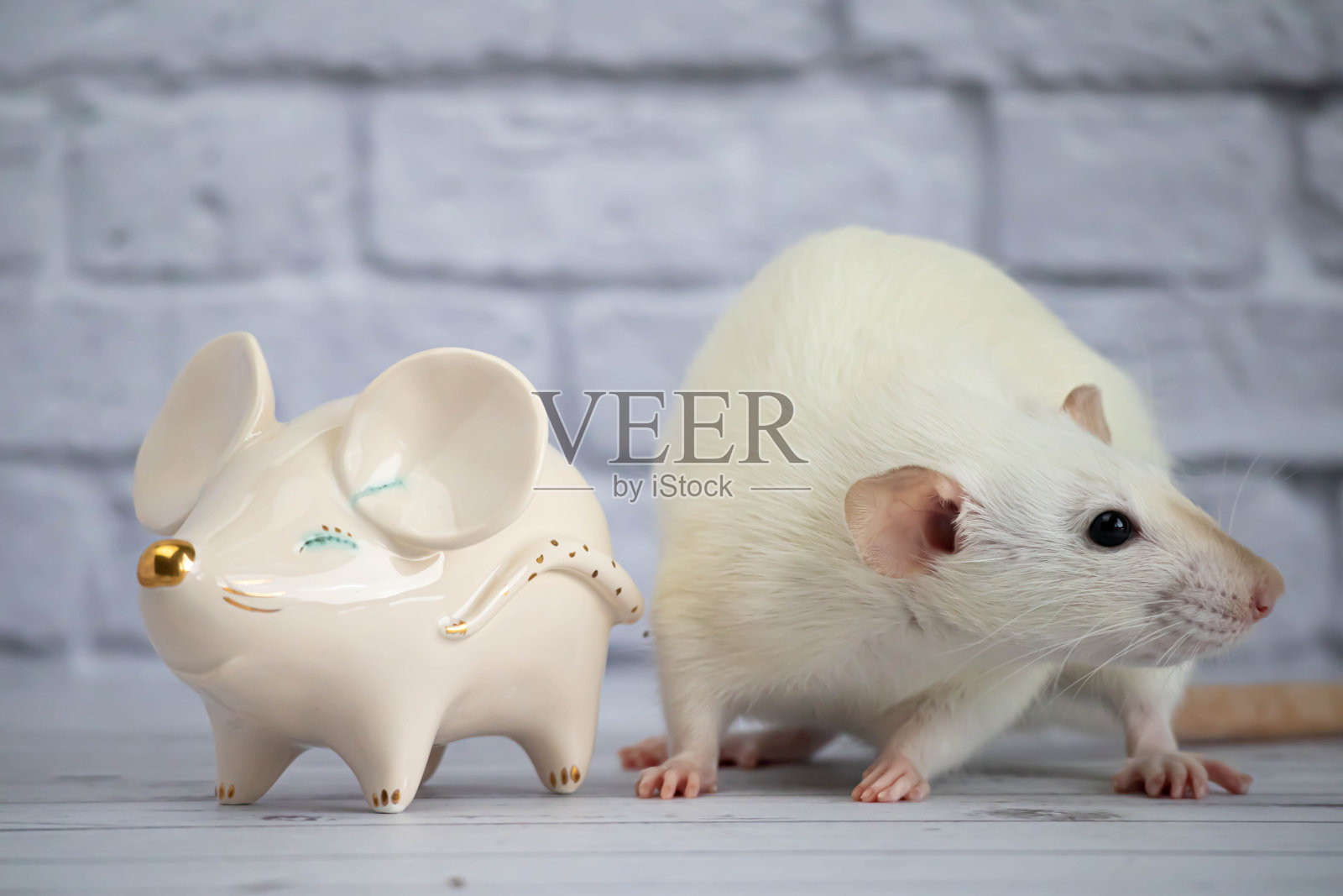 一只装饰性的、有趣的、可爱的白色老鼠站在一只金鼻子老鼠形状的瓷器雕像旁边。照片摄影图片