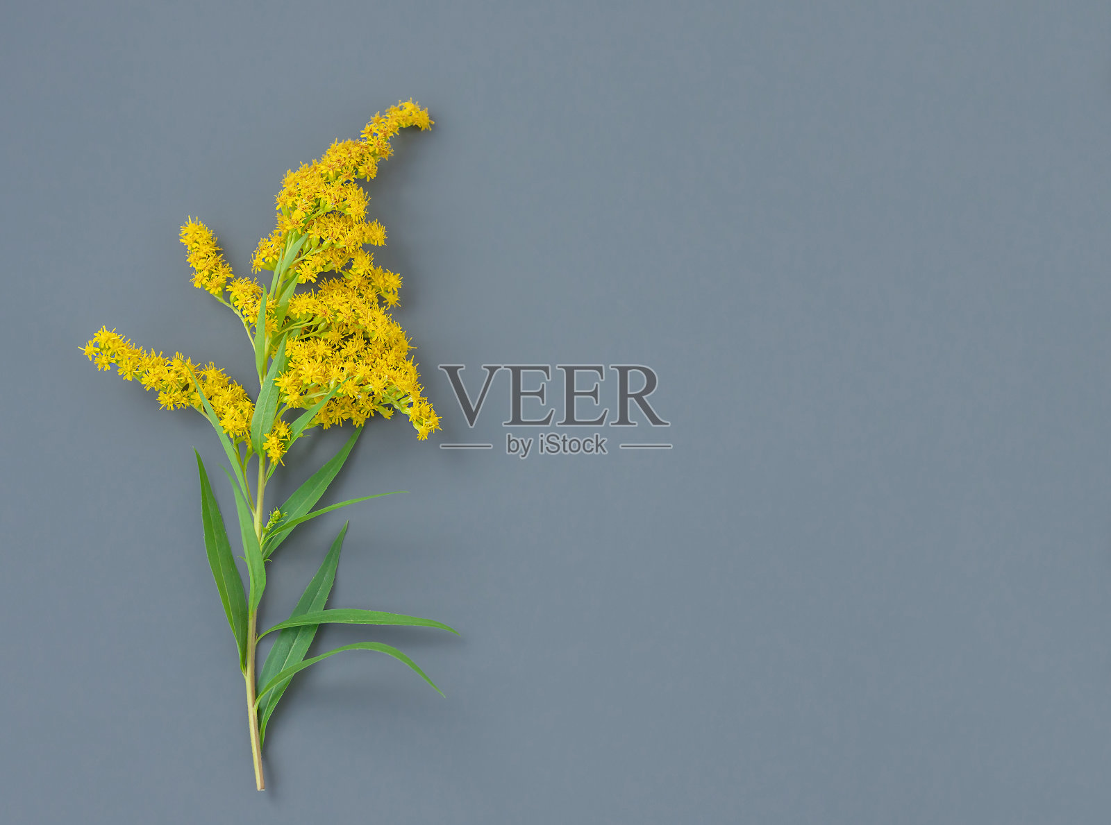 灰色背景上的含羞草照片摄影图片