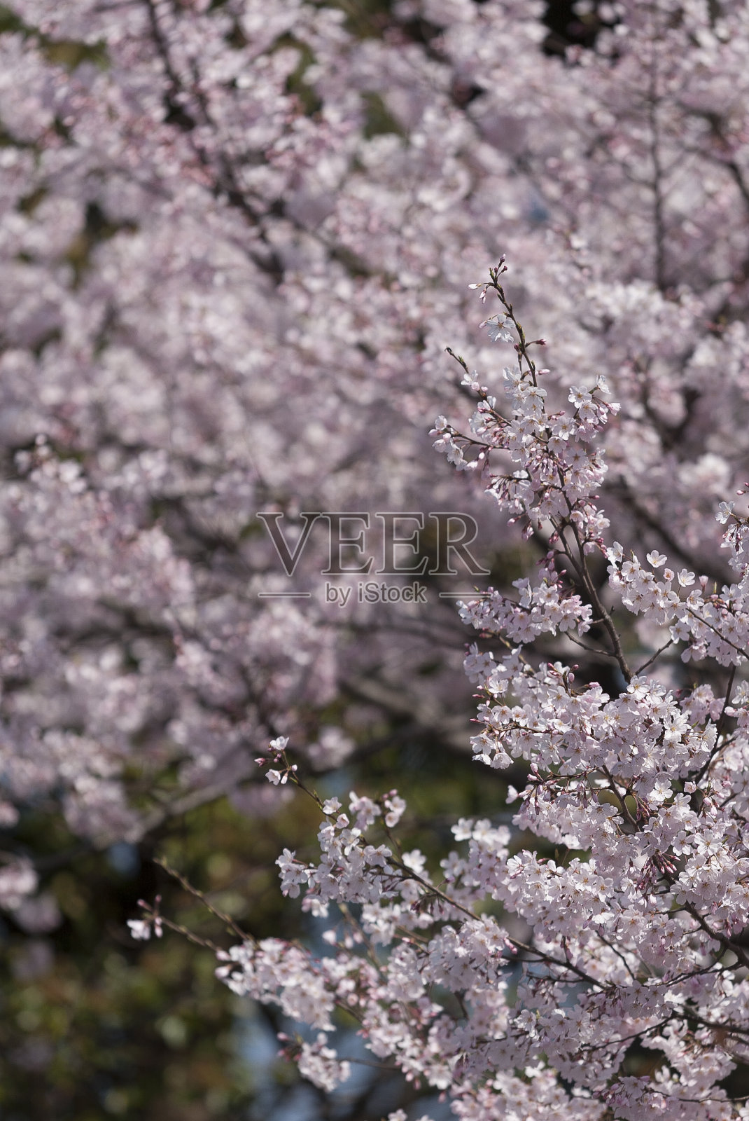 樱花盛开照片摄影图片
