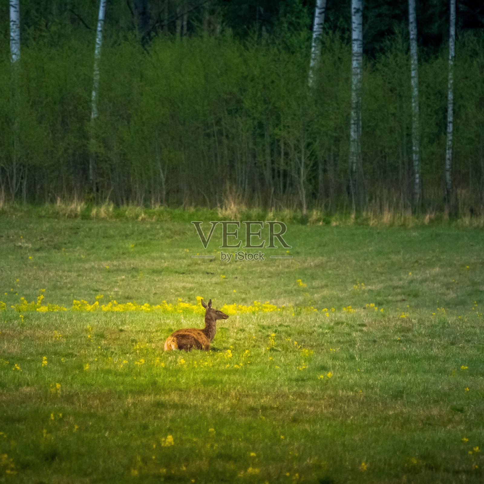 远处有成群的野鹿在草地上吃草。春天的景色在早晨。照片摄影图片