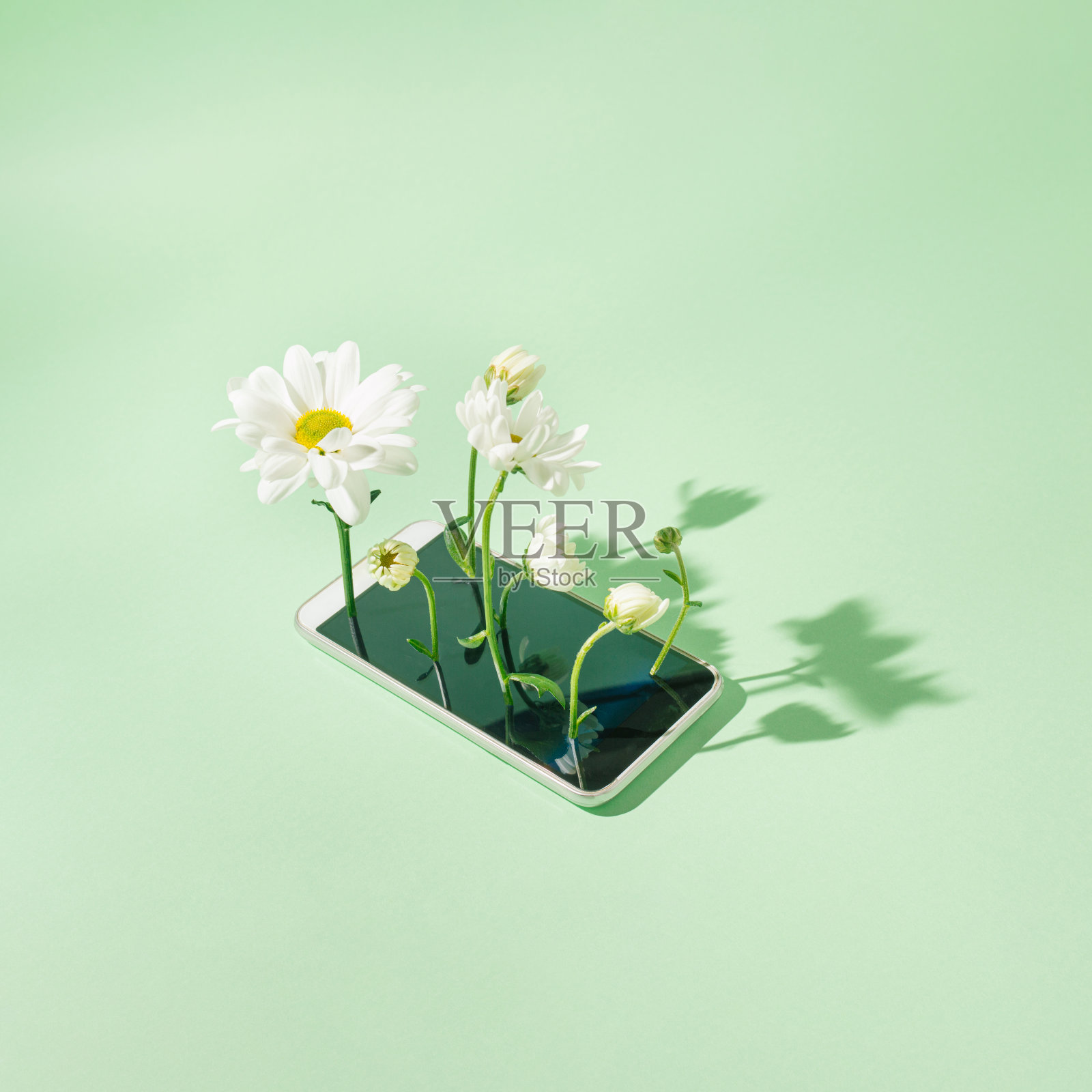在薄荷绿的背景上放着一部电话，花从上面长出来。科技热潮。照片摄影图片