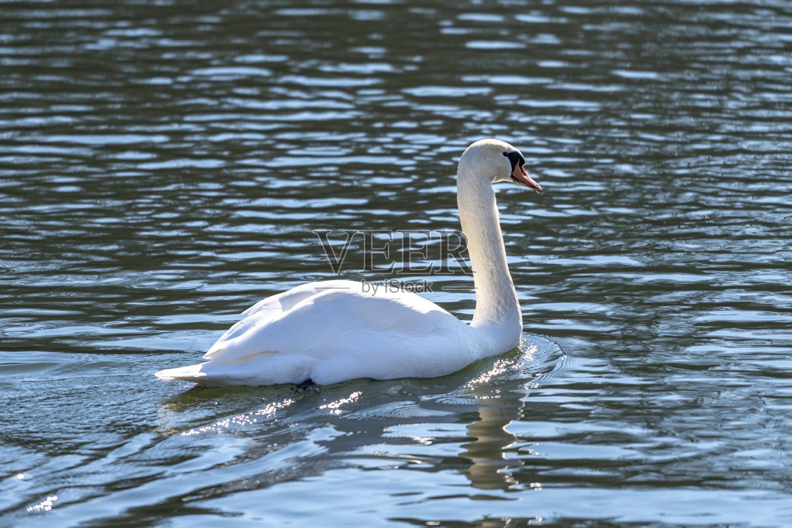 河中的天鹅在一个非常低的水流照片摄影图片
