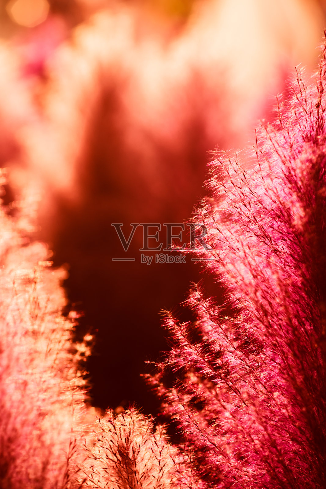 红色草花的特写照片摄影图片