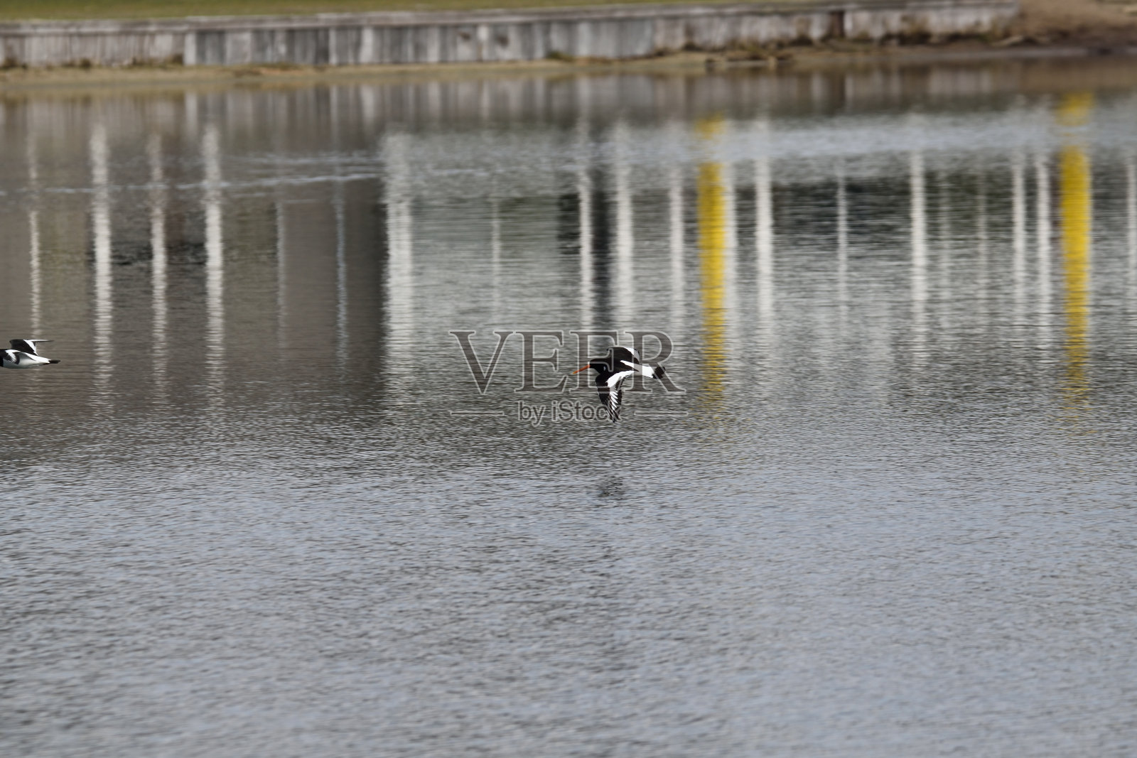 一只孤独的捕牡蛎鸟低低地飞过荷兰奥斯的湖面照片摄影图片