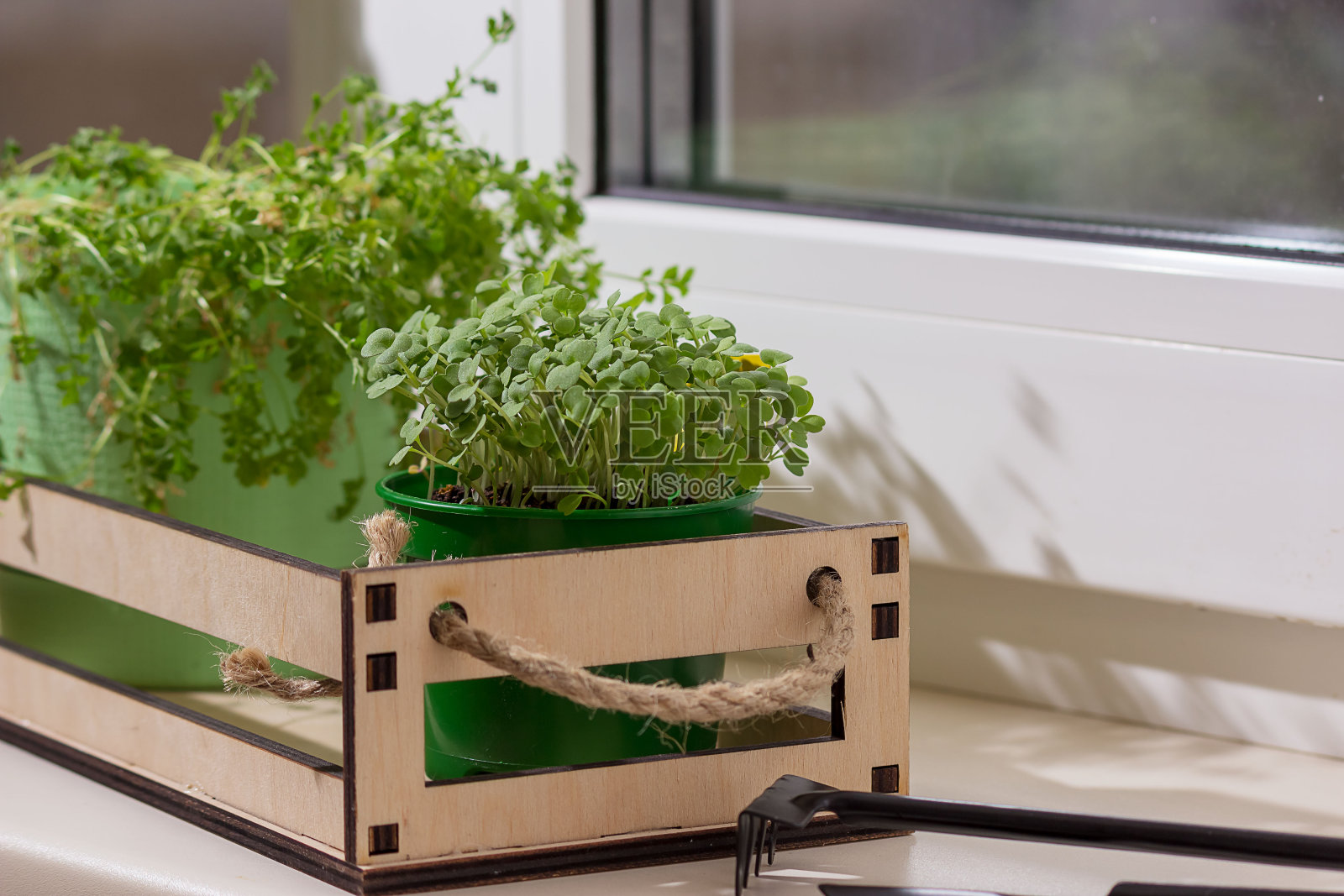 种子是在家里的窗台上长成的。概念:为暑假做准备。有选择的专注照片摄影图片