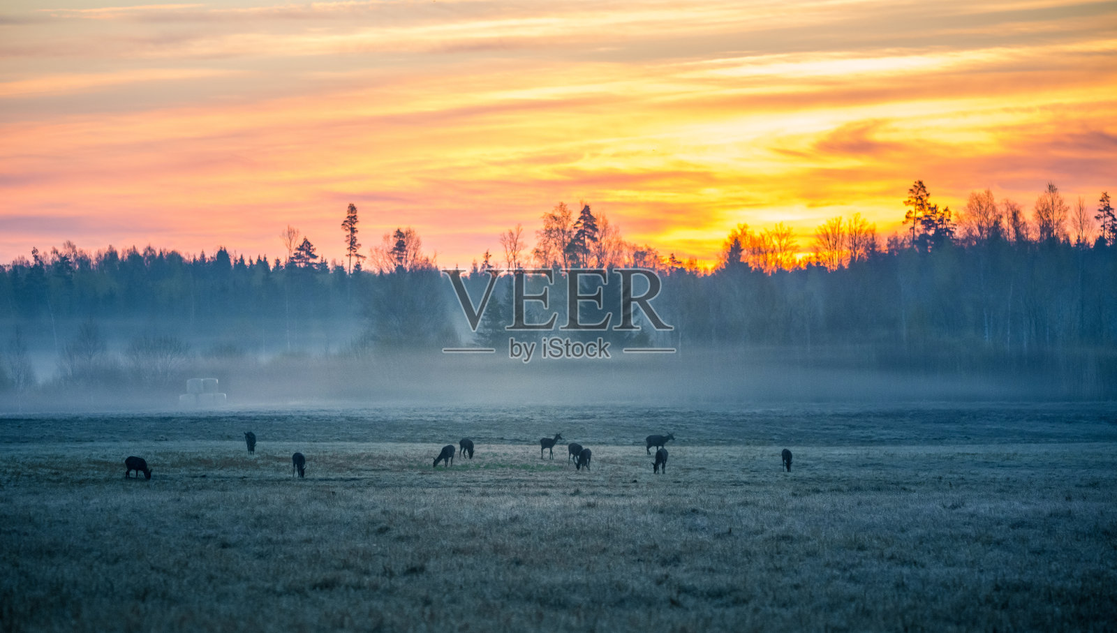 一个美丽的雾蒙蒙的早晨，一群野生马鹿在草地上吃草。春天的日出美景与野生动物。照片摄影图片