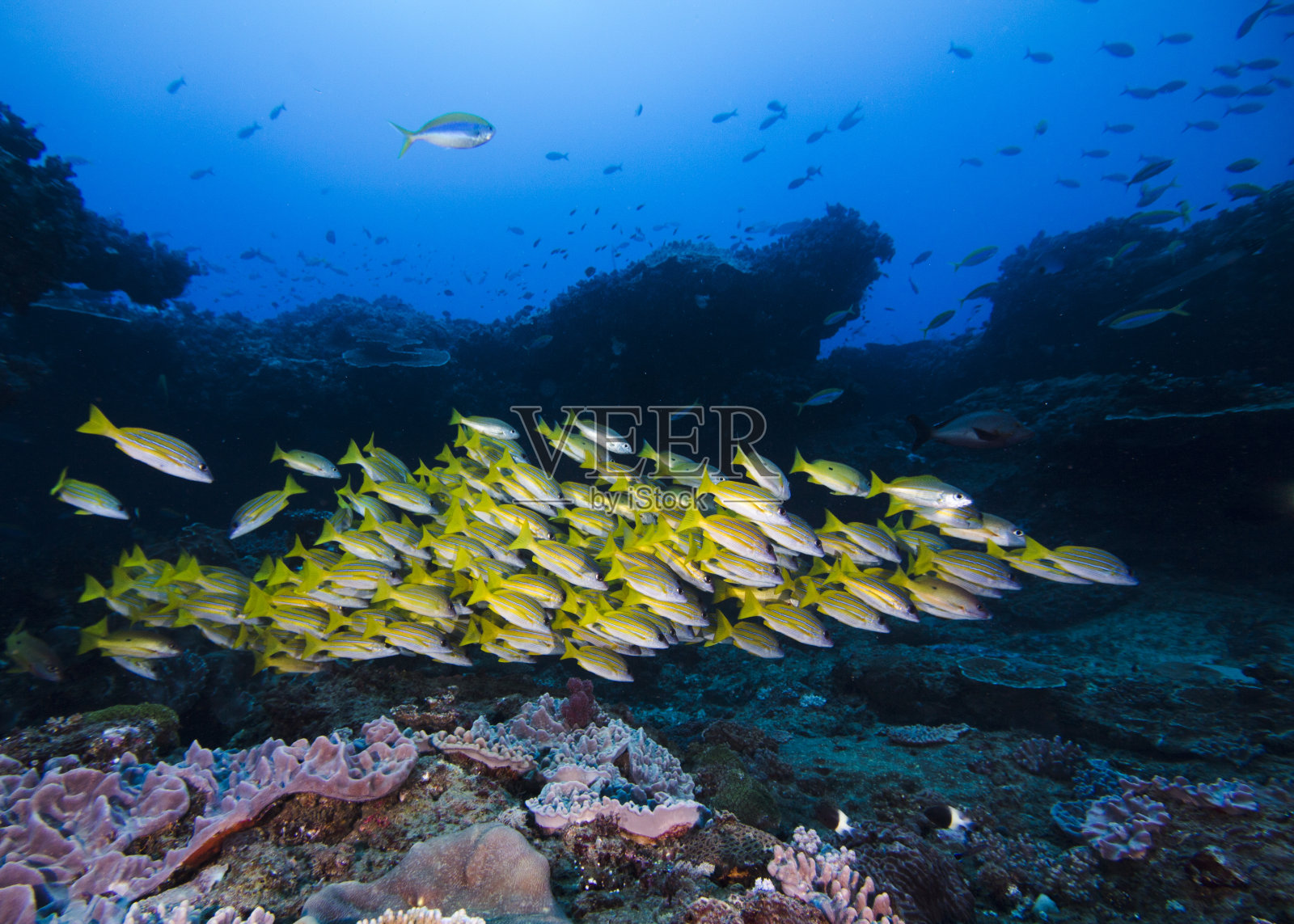 一群黄色蓝带鲷鱼照片摄影图片
