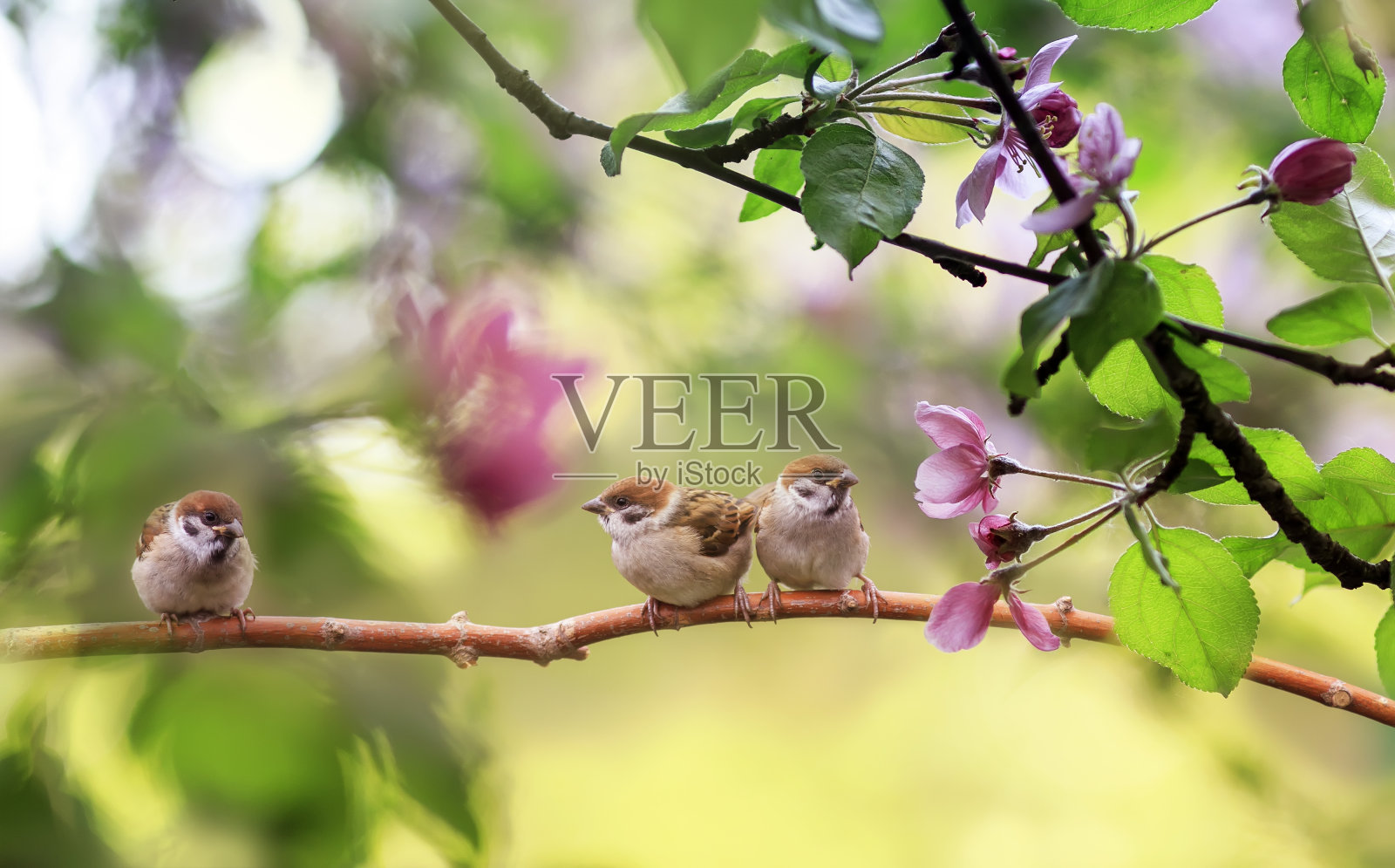 鸟儿和小麻雀坐在一个阳光灿烂的盛开的花园的树枝上，他们的羽毛展开照片摄影图片