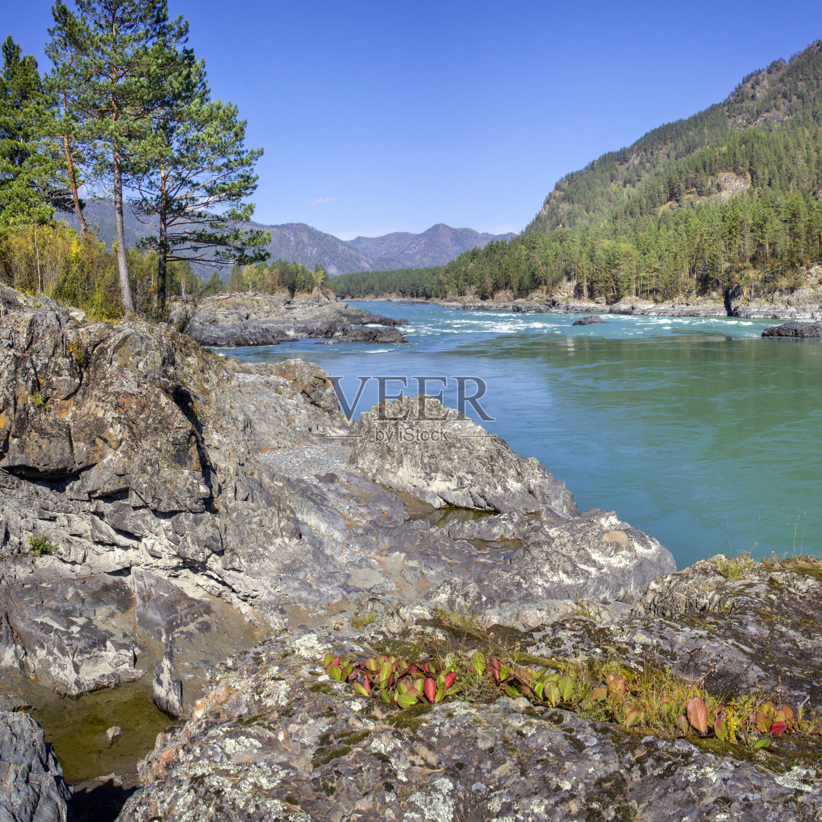 卡顿河位于阿尔泰山境内，碧绿的水、岩石和森林照片摄影图片