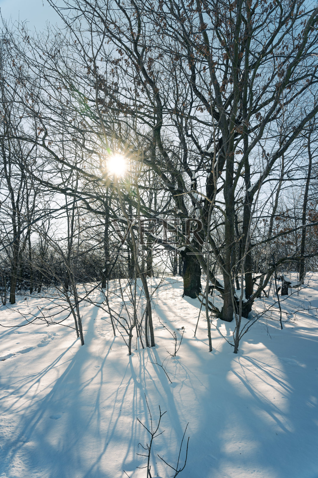阳光穿过被雪覆盖的树林照片摄影图片