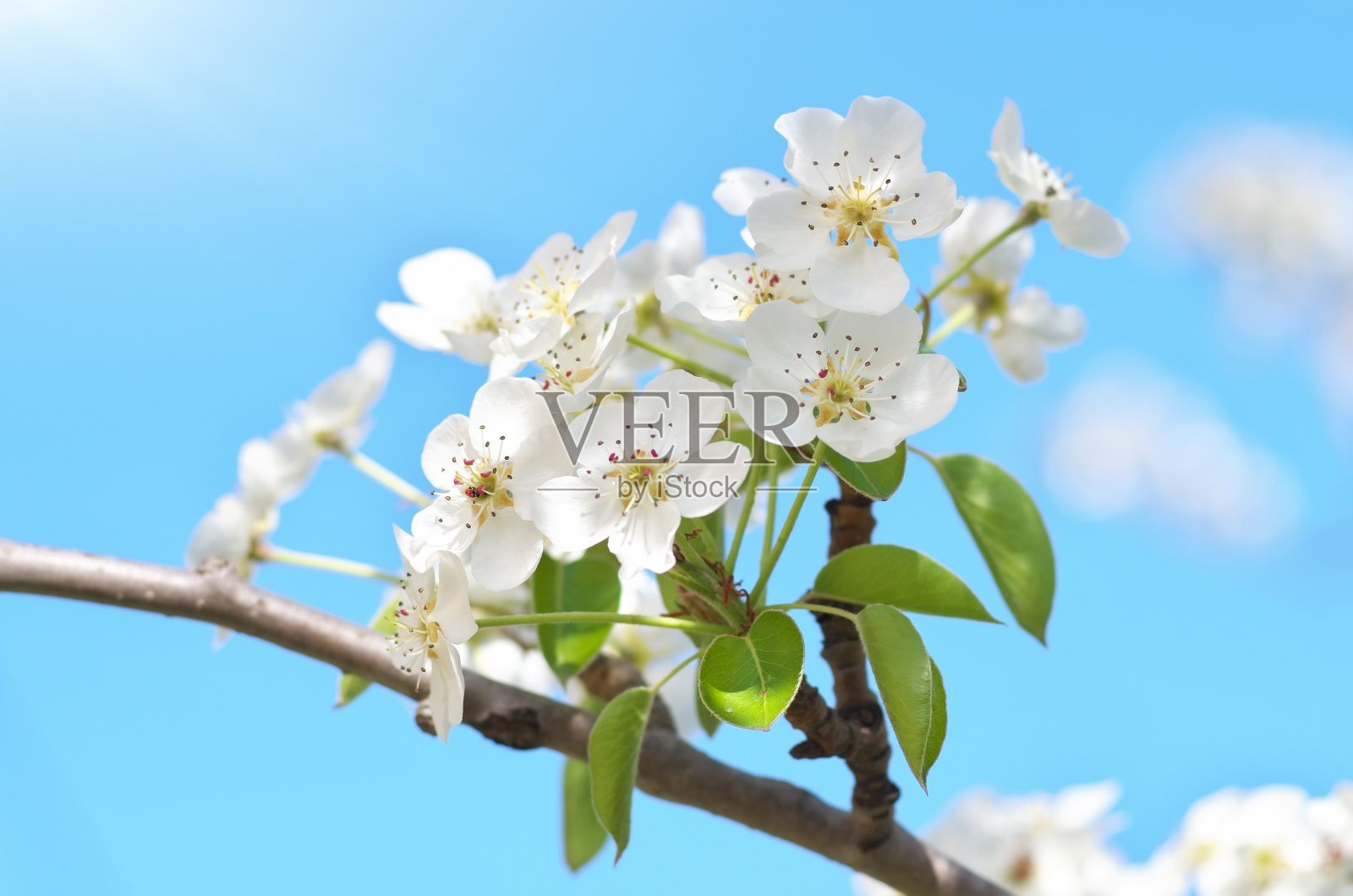 春天的花和芽在树上。照片摄影图片