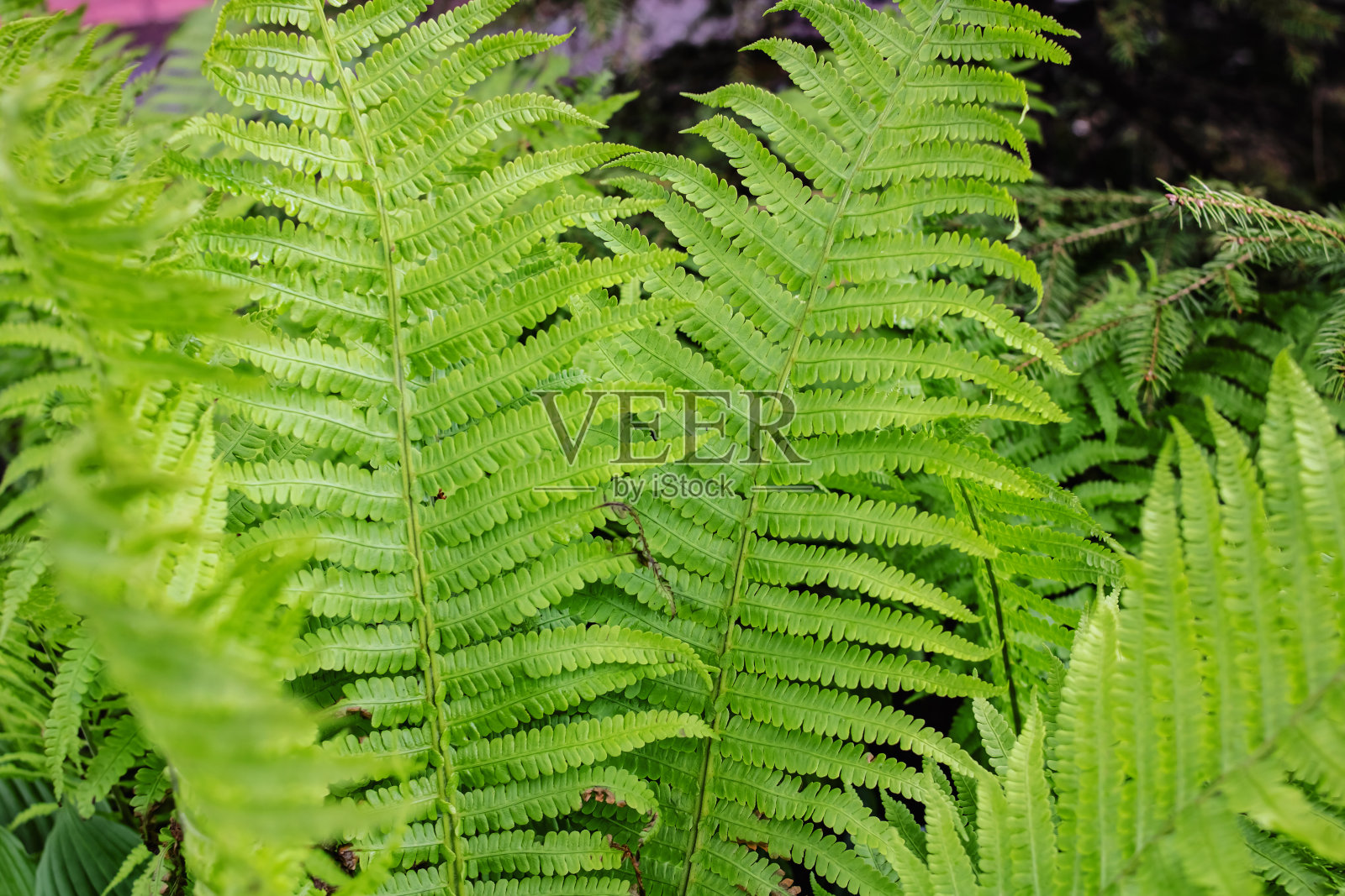 绿蕨叶近，自然背景照片摄影图片