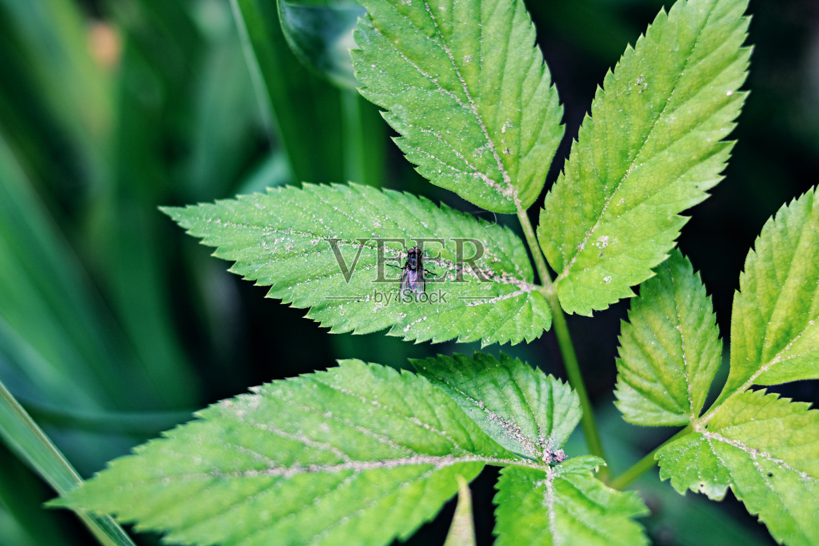 黑色的苍蝇在绿色的床单上靠近照片摄影图片