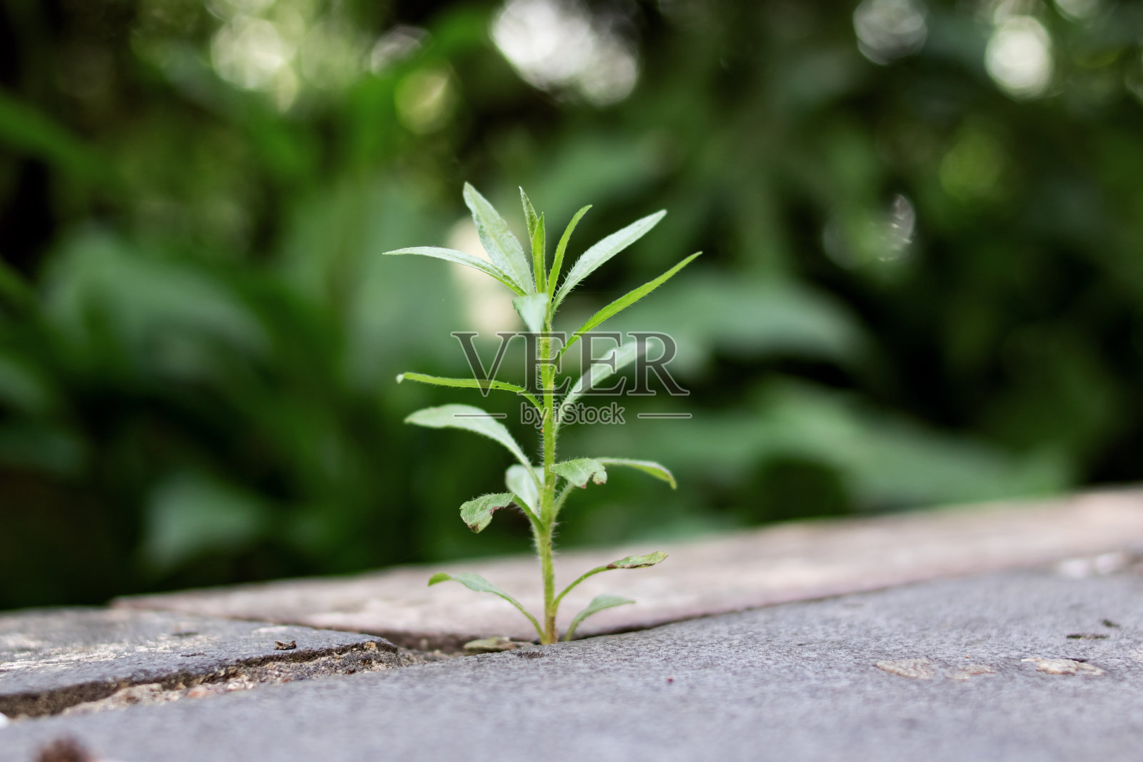 细长植物生长在混凝土特写照片摄影图片