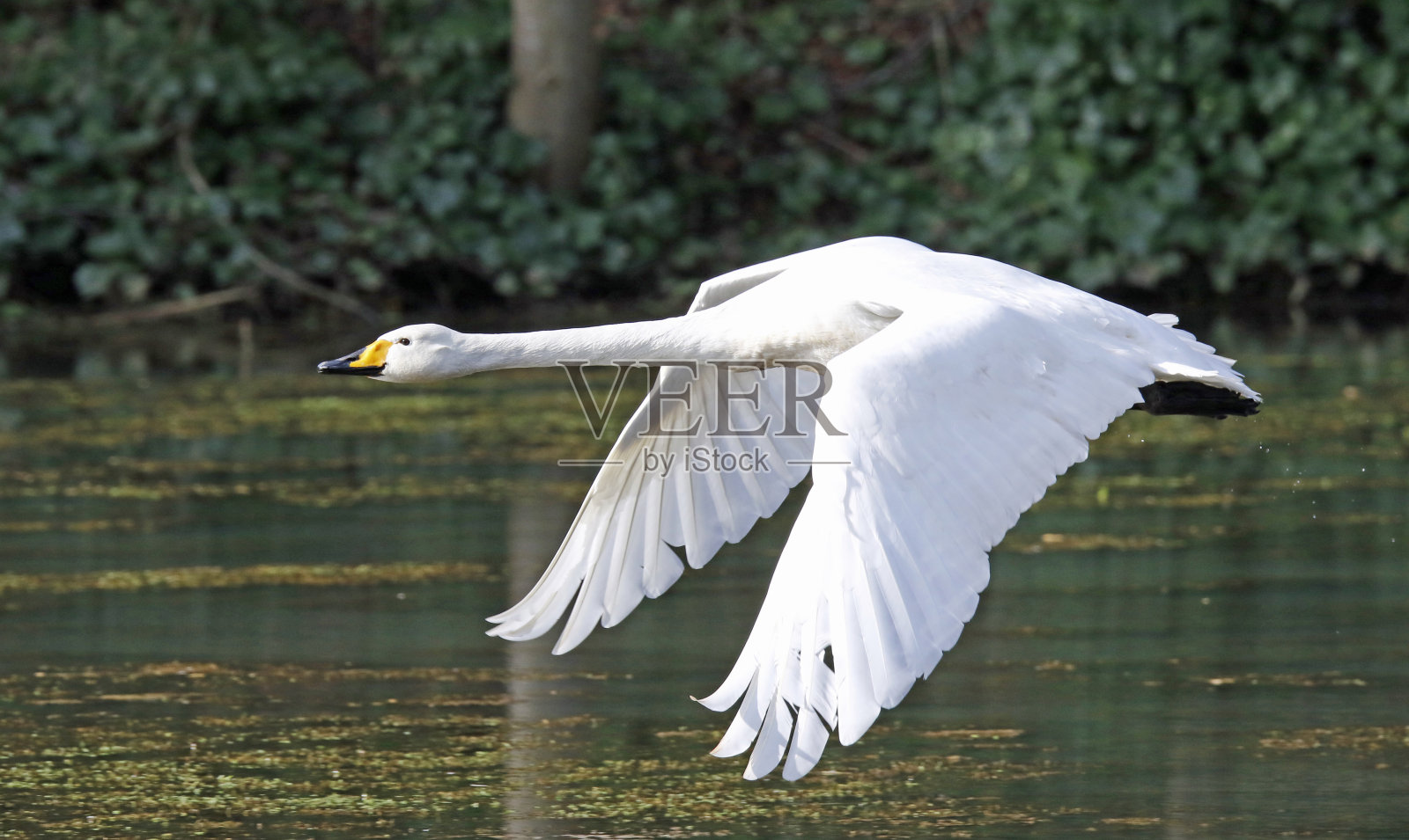 大天鹅照片摄影图片