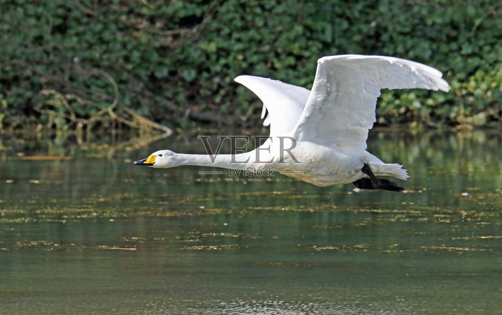 大天鹅照片摄影图片