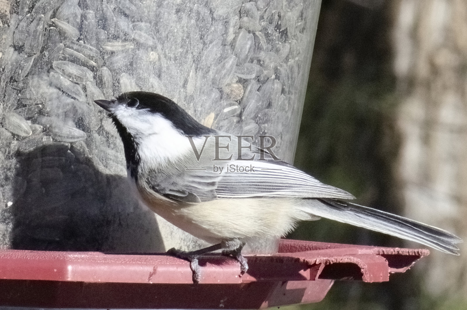 灰色鸟坐在食鸟器上，侧翼和羽毛在树林中照片摄影图片