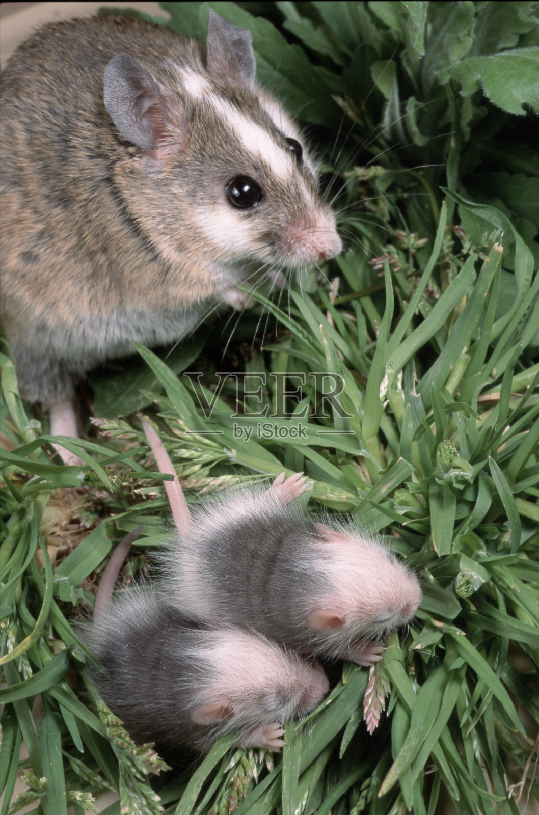 常见的非洲老鼠照片摄影图片