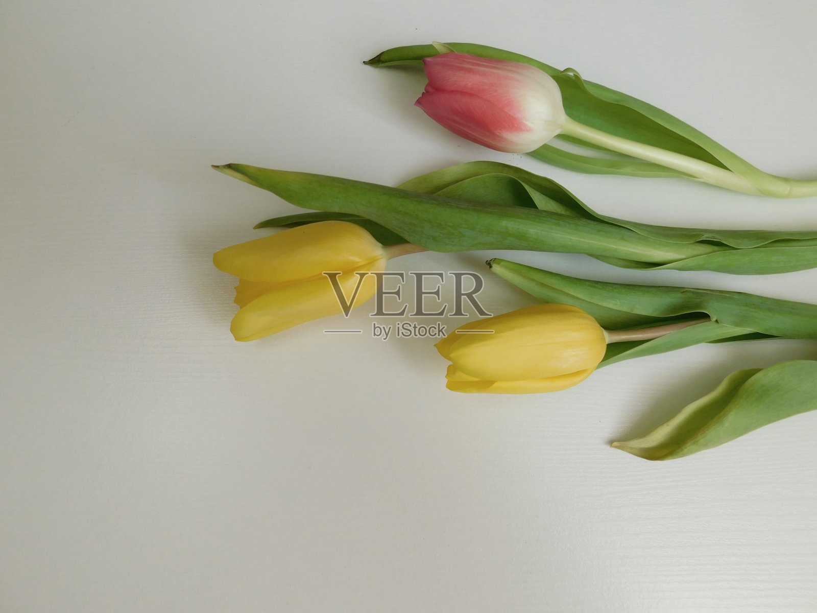 一束彩色的郁金香花紧密地孤立在白色背景上照片摄影图片