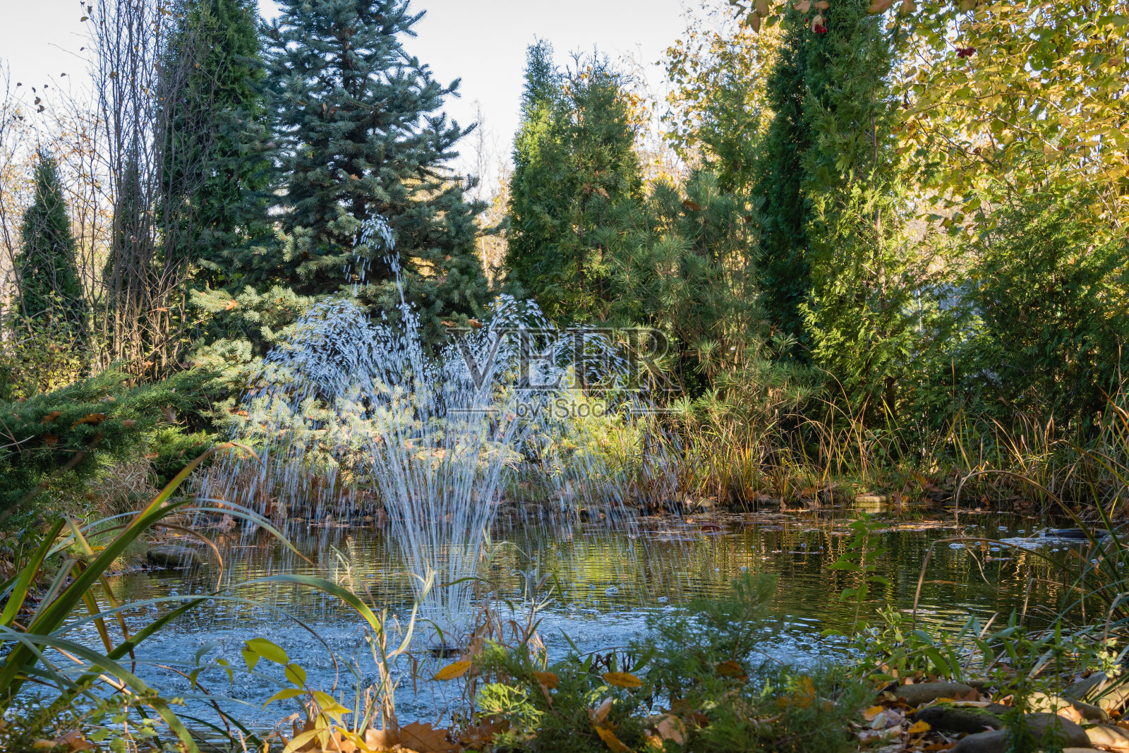 美丽的花园池塘与瀑布喷泉和石头银行的背景下的常青树。常青花园景观。晴朗的秋日。秋天自然的设计理念。文本的地方照片摄影图片