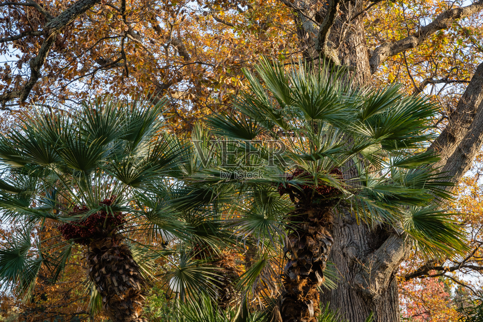 美丽的多茎羊驼棕榈，欧洲扇或地中海矮棕榈，映衬着巨大树木黄色叶子的模糊背景。日落。索契。照片摄影图片