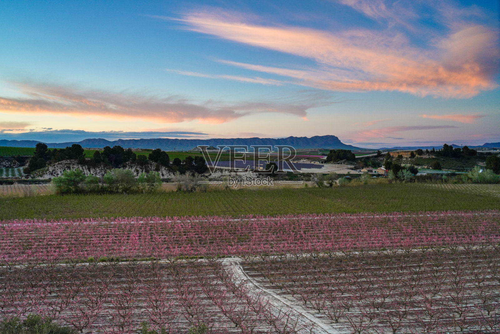 西班牙穆尔西亚地区Cieza La Torre的桃花照片摄影图片