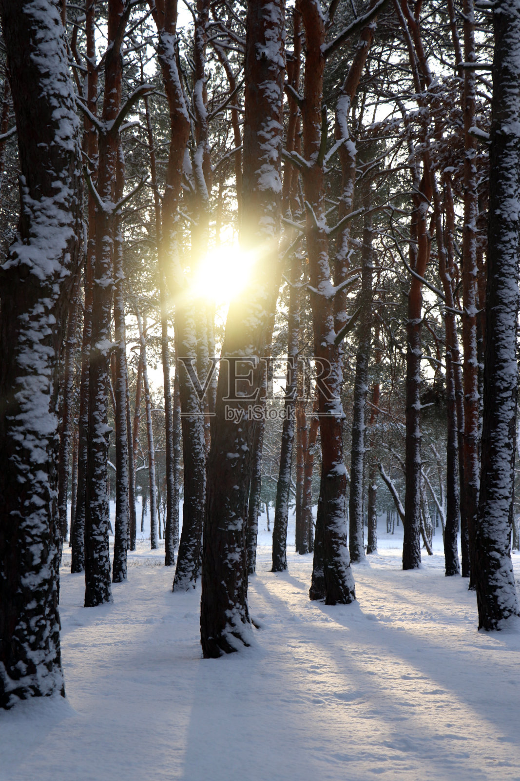 在冬天的早晨，美丽的雪林风景如画照片摄影图片