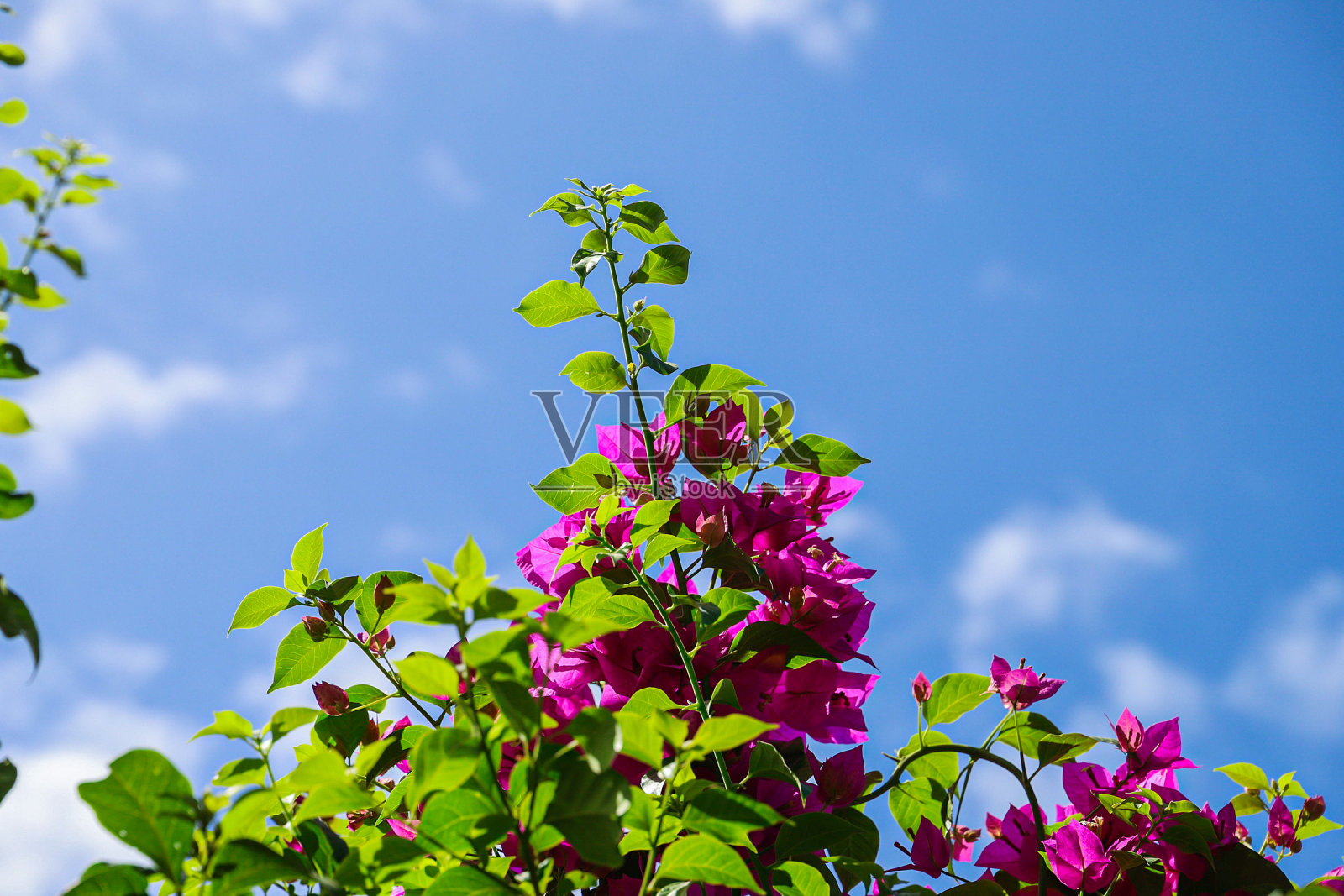 粉色Ipê在天空下照片摄影图片
