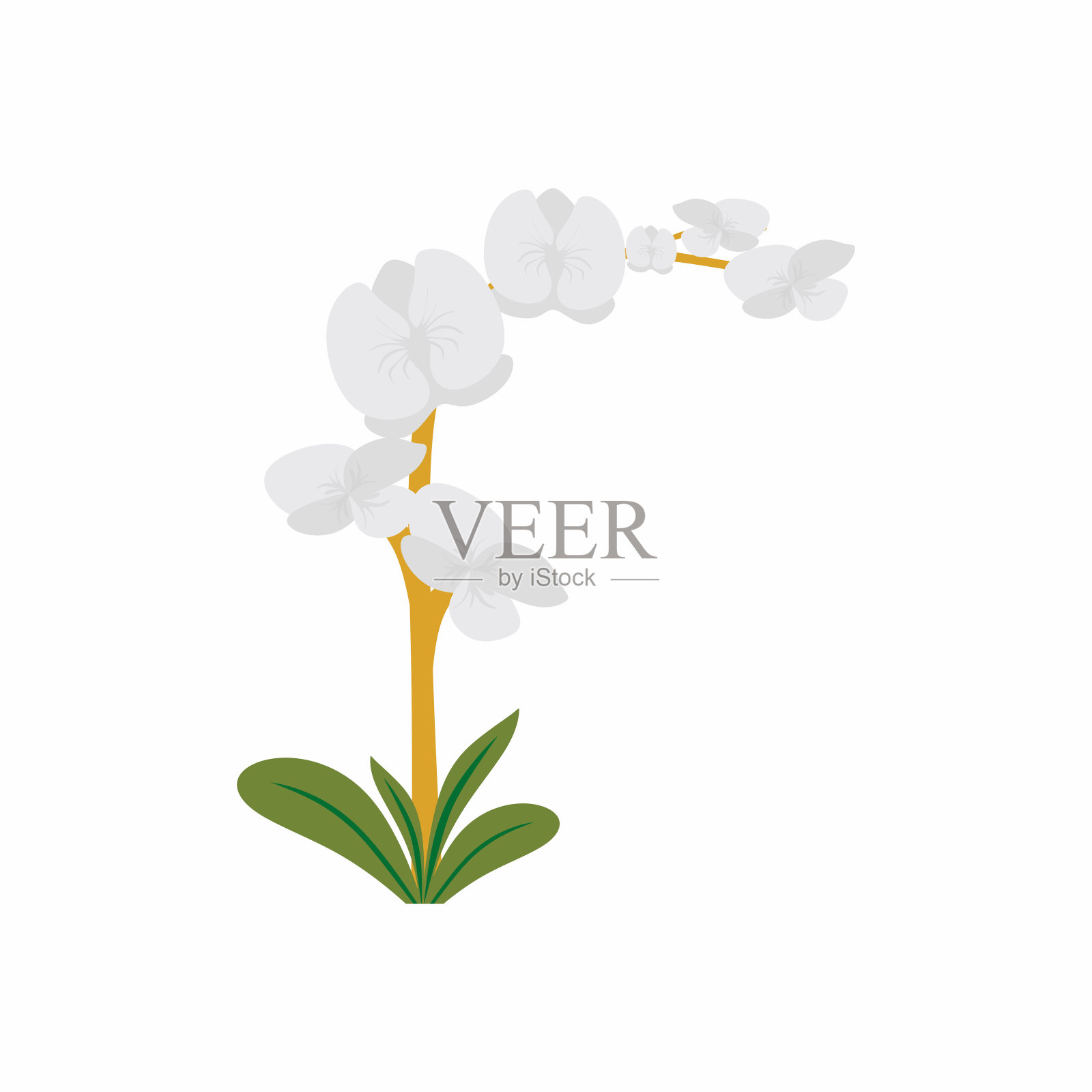 白色的兰花和绿色的叶子。花园里盛开着美丽绝伦的兰花。白底插花图案。平的卡通风格。向量花卉插图设计元素图片