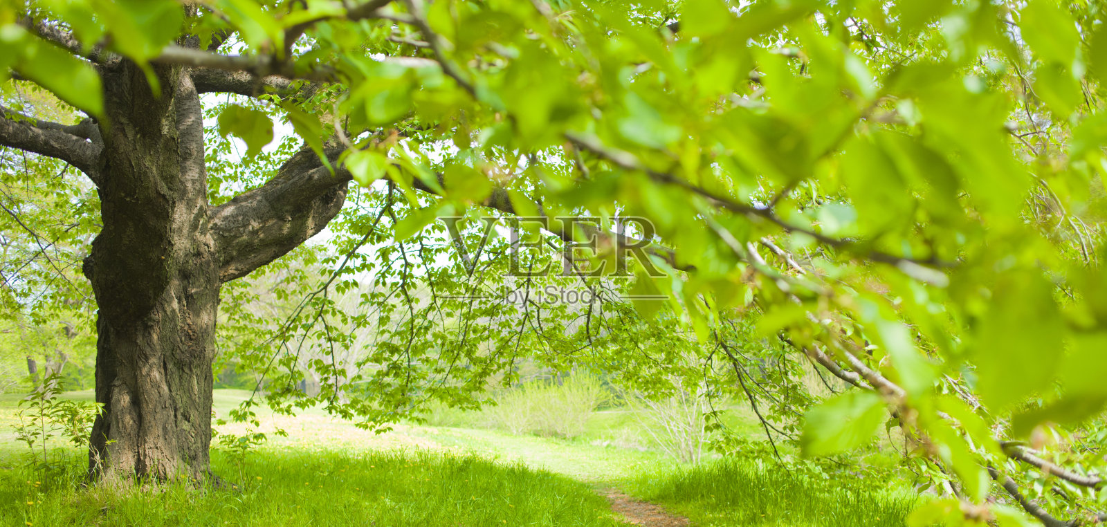 树的旗帜形象照片摄影图片
