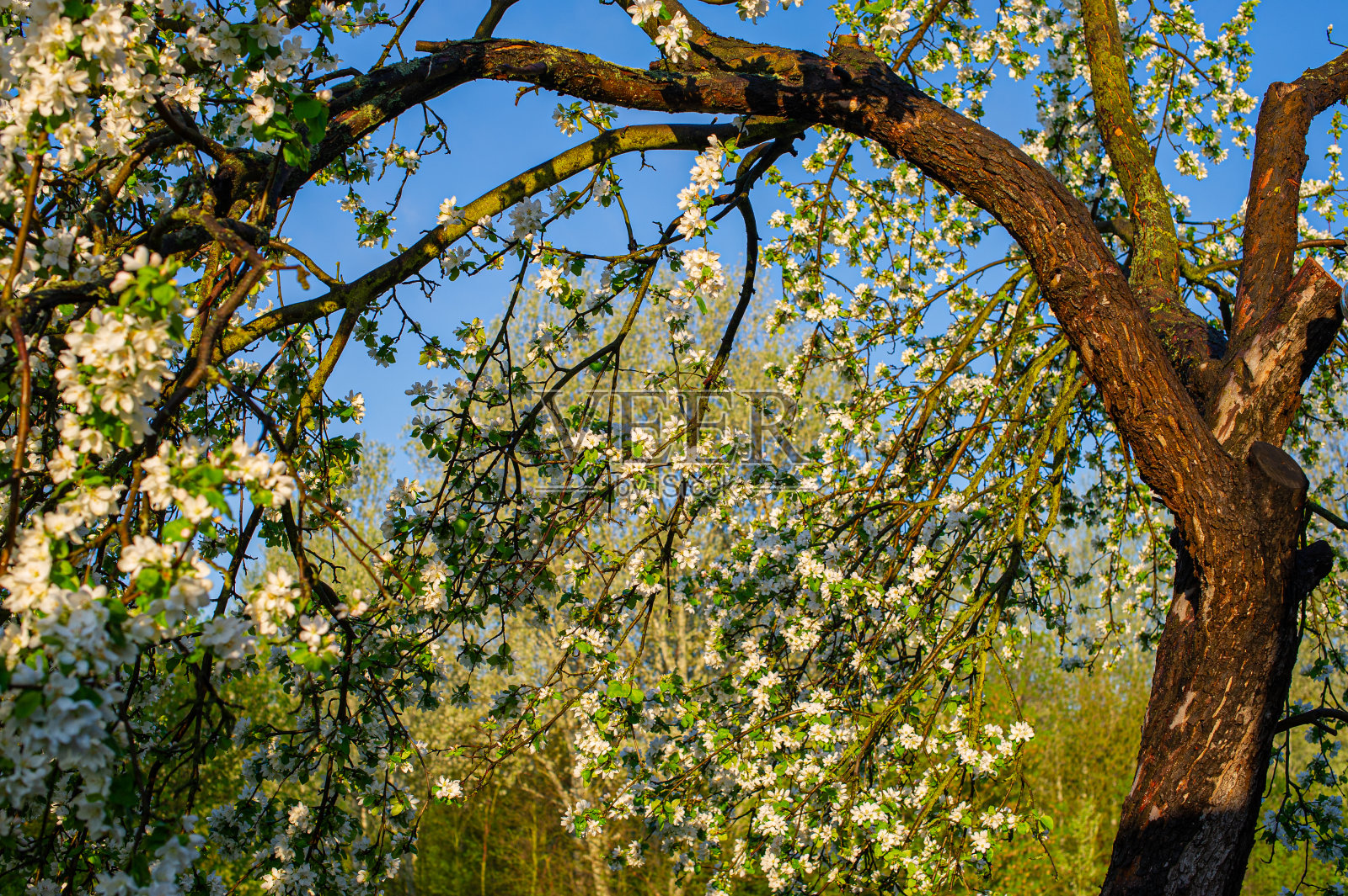 树干和树枝上都开满了花照片摄影图片