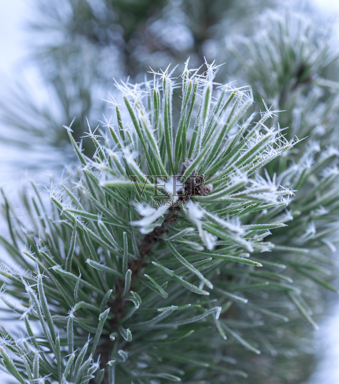 近距离观察覆盖着白霜的松树树枝。照片摄影图片
