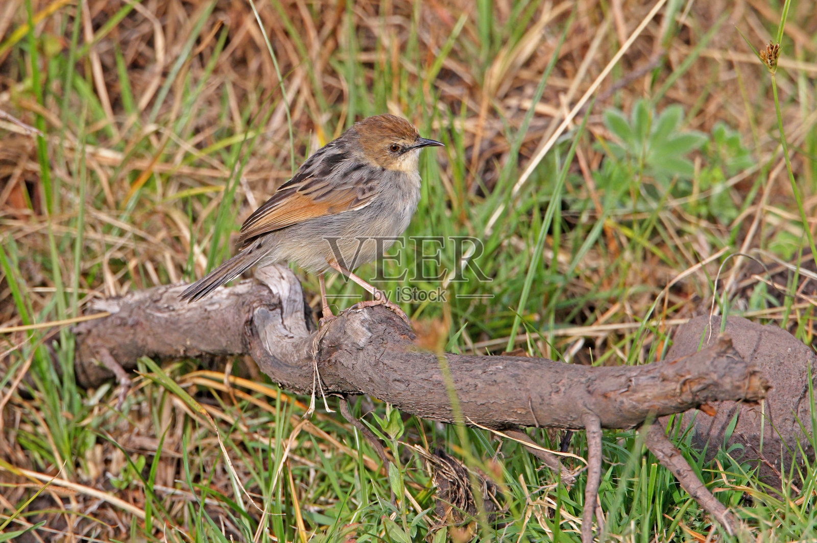 埃塞俄比亚Cisticola照片摄影图片
