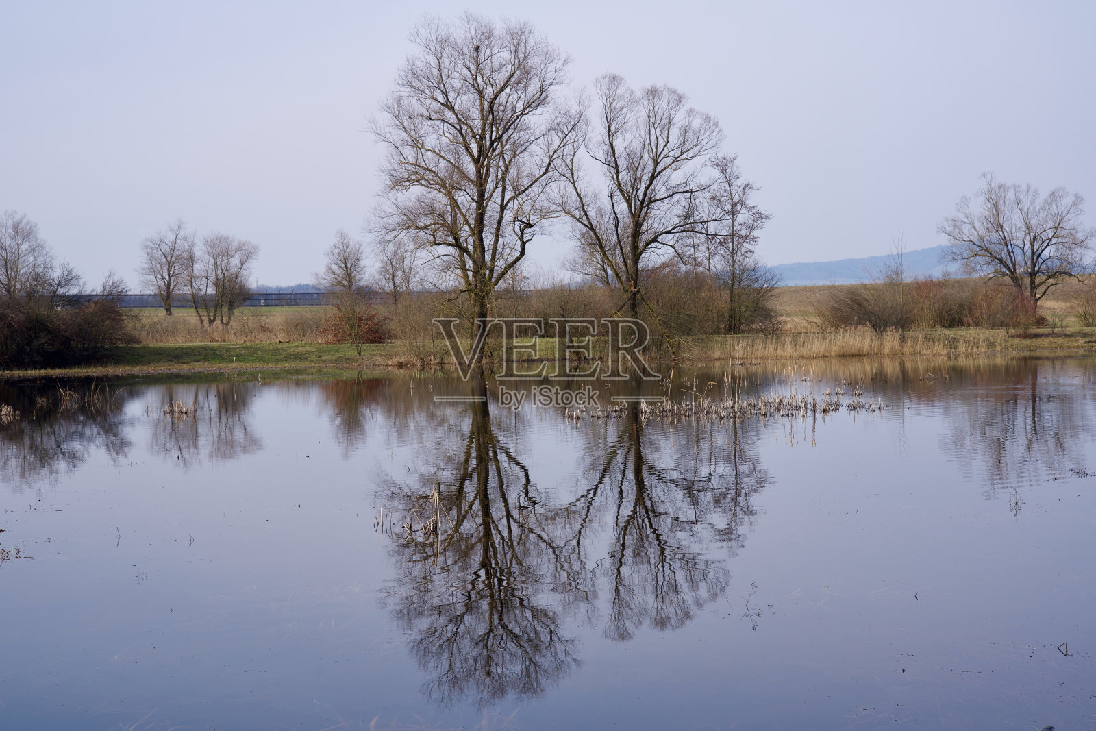 倒影在池塘里的树木与芦苇和美丽的沼泽景色。照片摄影图片