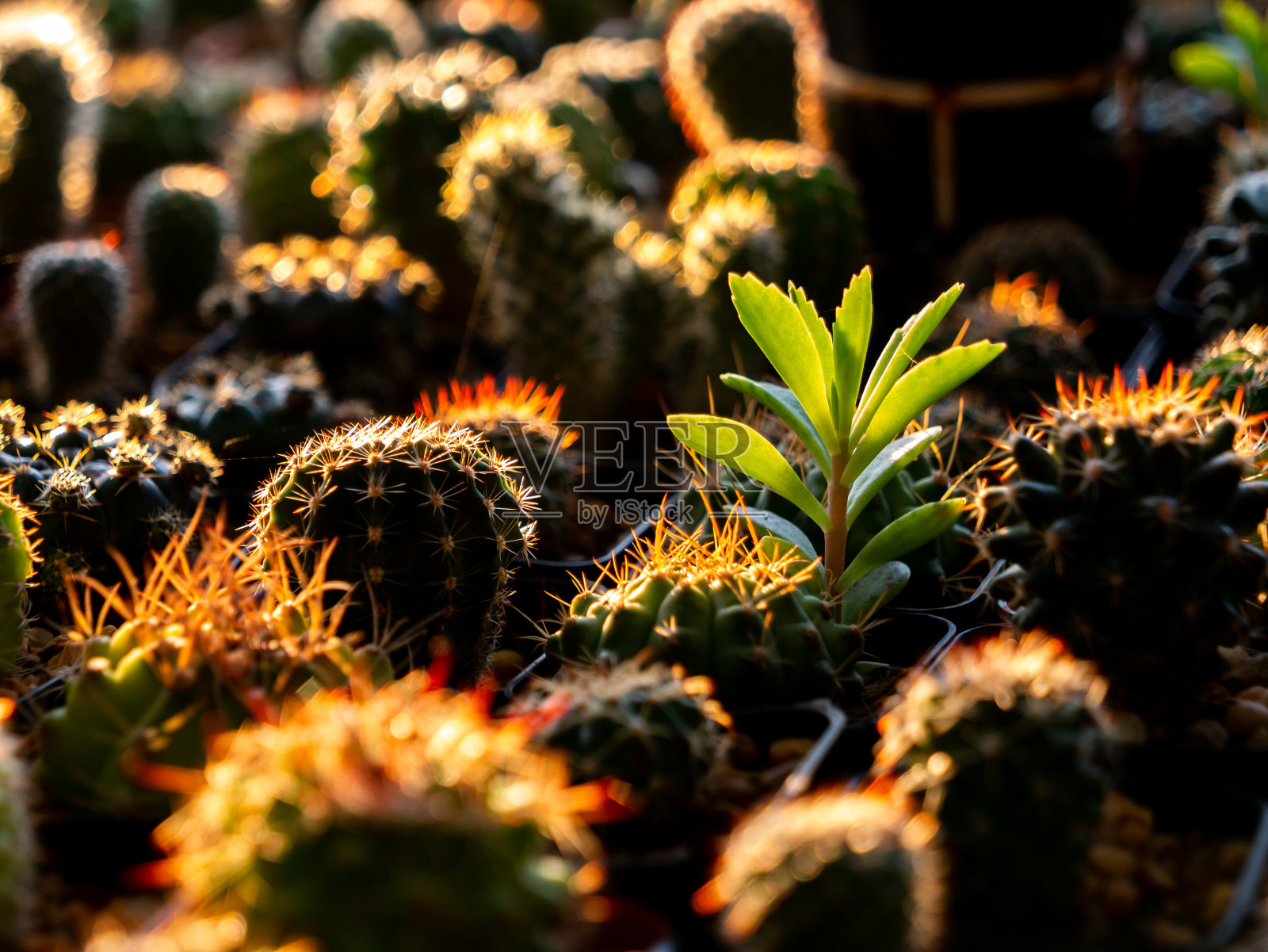 仙人掌中的肉质植物照片摄影图片