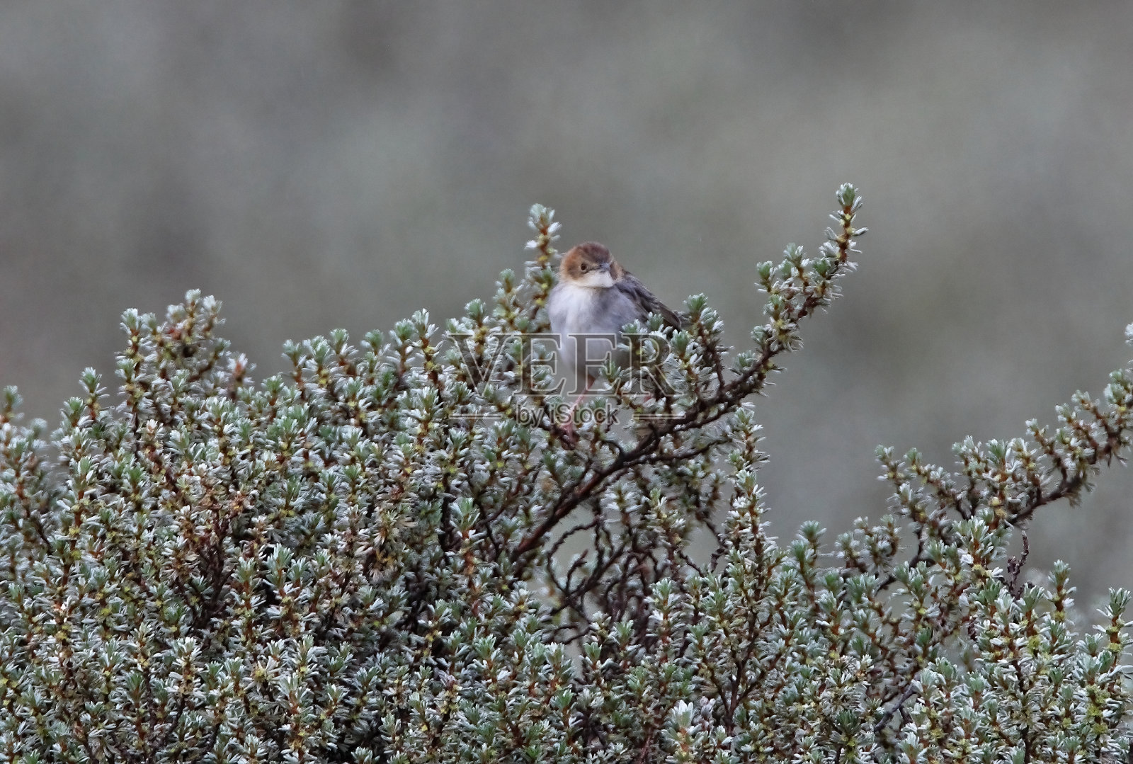 Cisticola和照片摄影图片