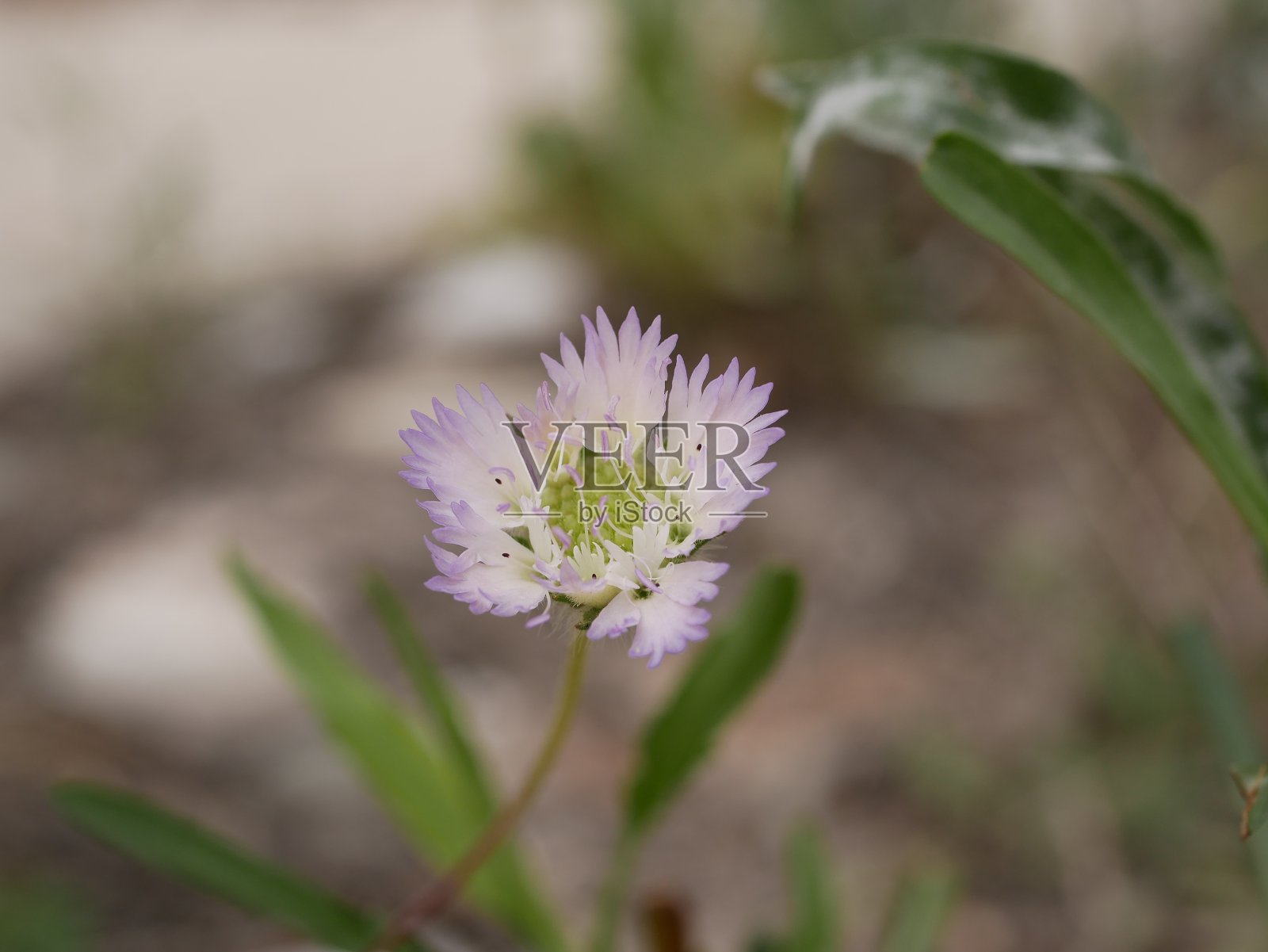 在一个阳光明媚的春天，浅紫色的花在开始开花的颜色的丁香微缩摄影。多年生植物在自然生长条件下照片摄影图片
