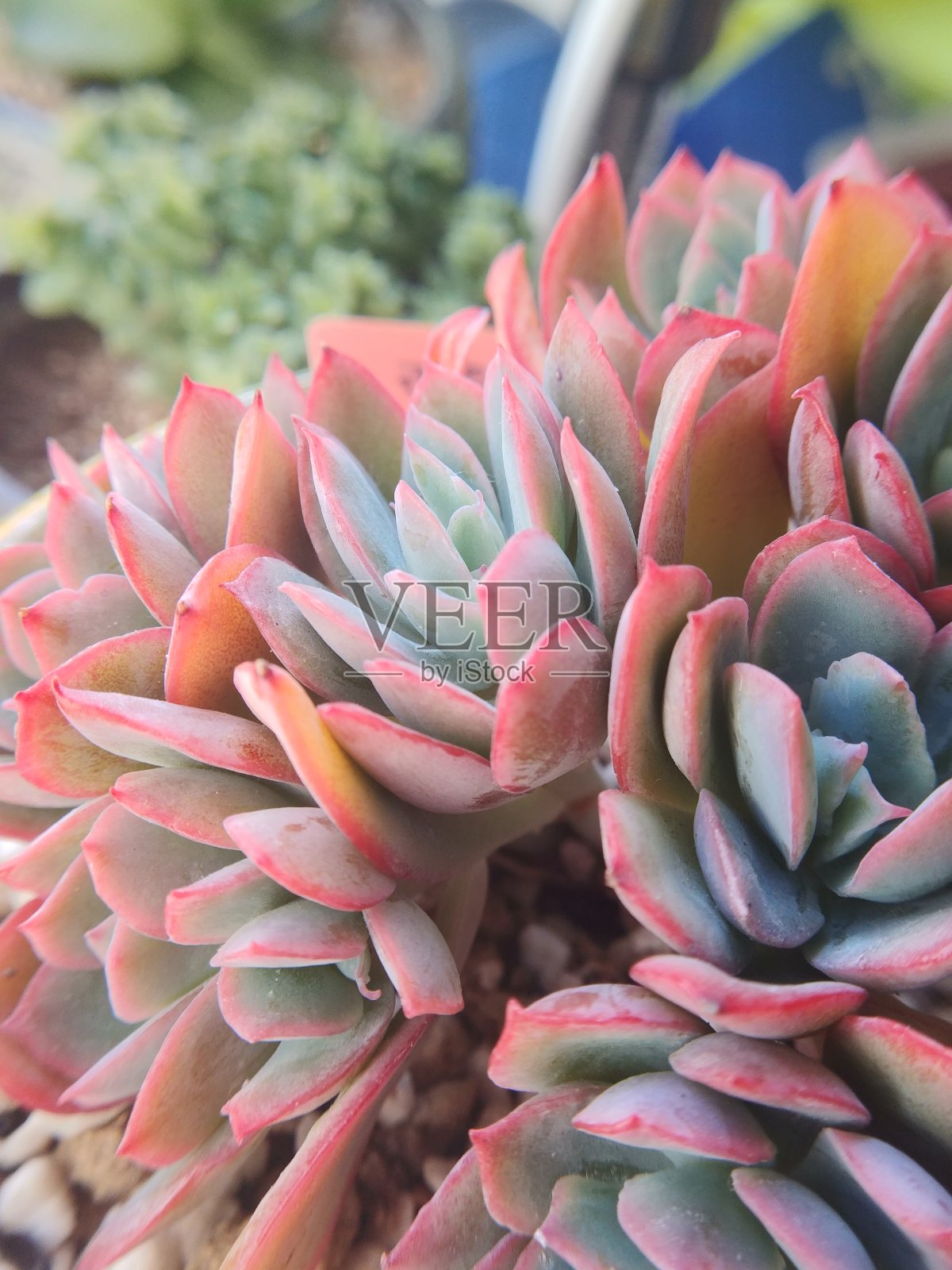 韩国肉质植物“卢埃拉”照片摄影图片