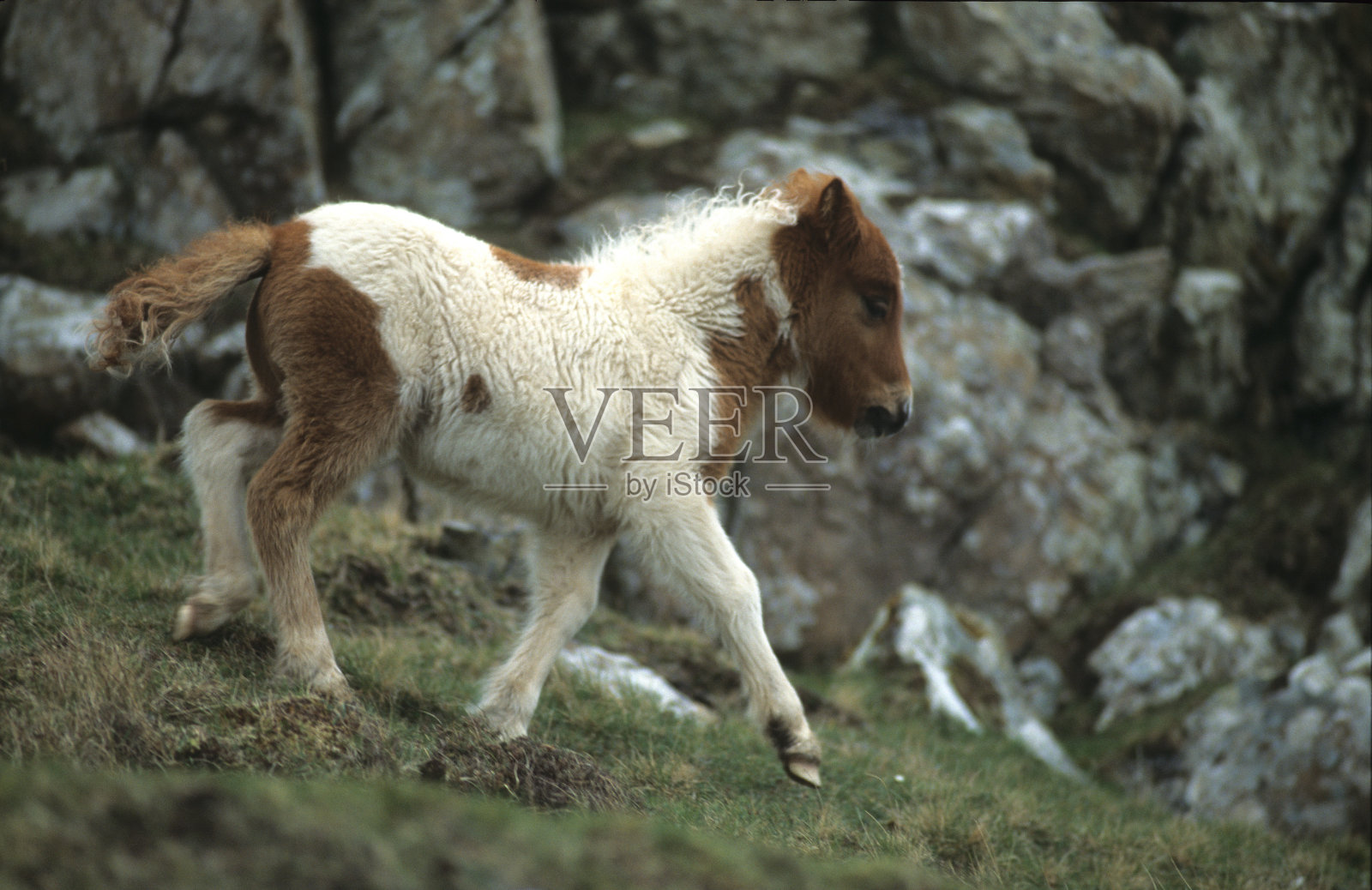 设得兰矮种马照片摄影图片