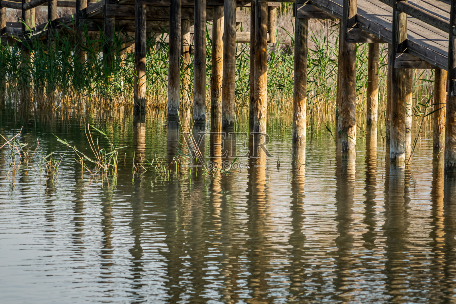 西班牙。El Hondo de Elche自然公园的日出。阿利坎特照片摄影图片